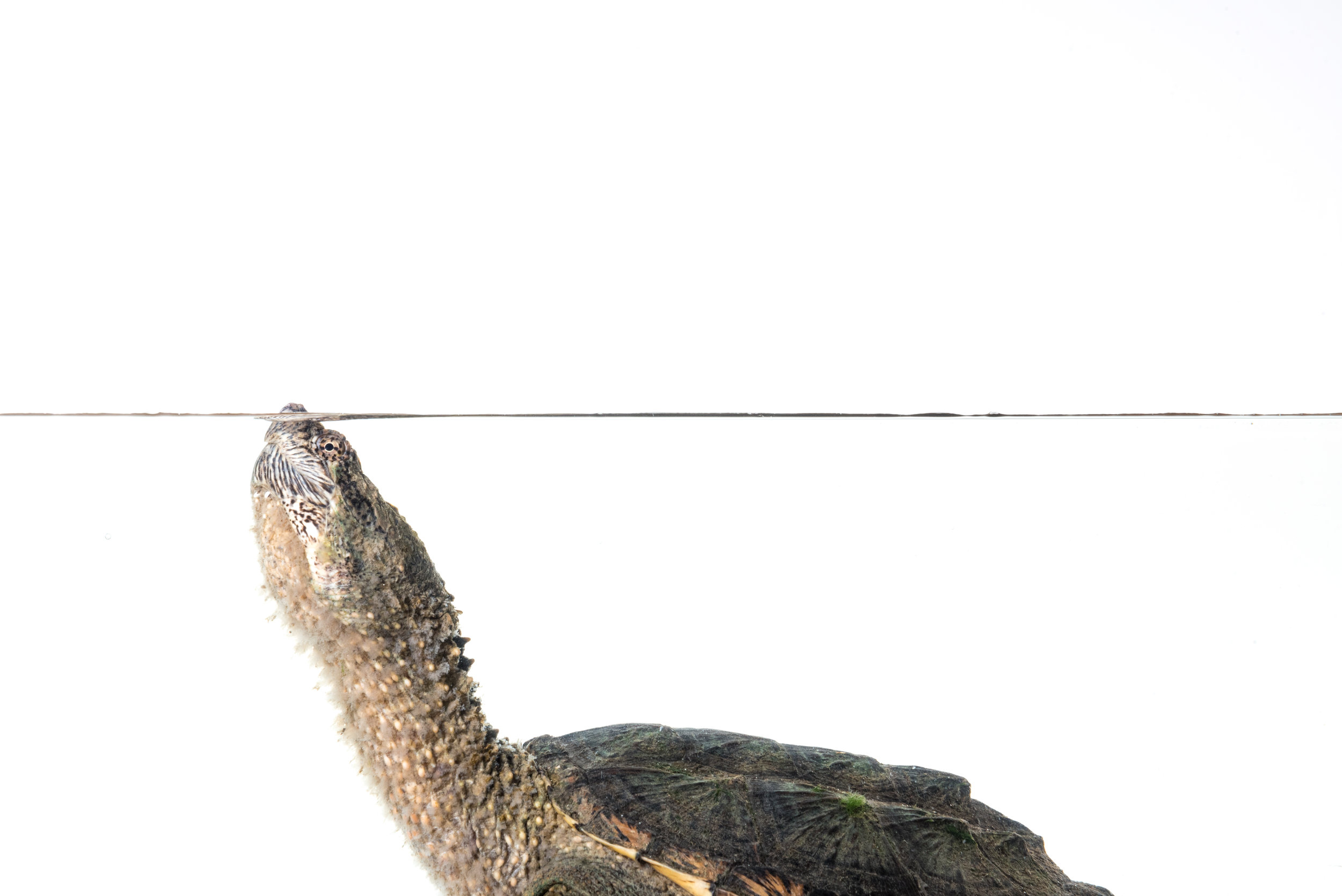 Common Snapping Turtle
