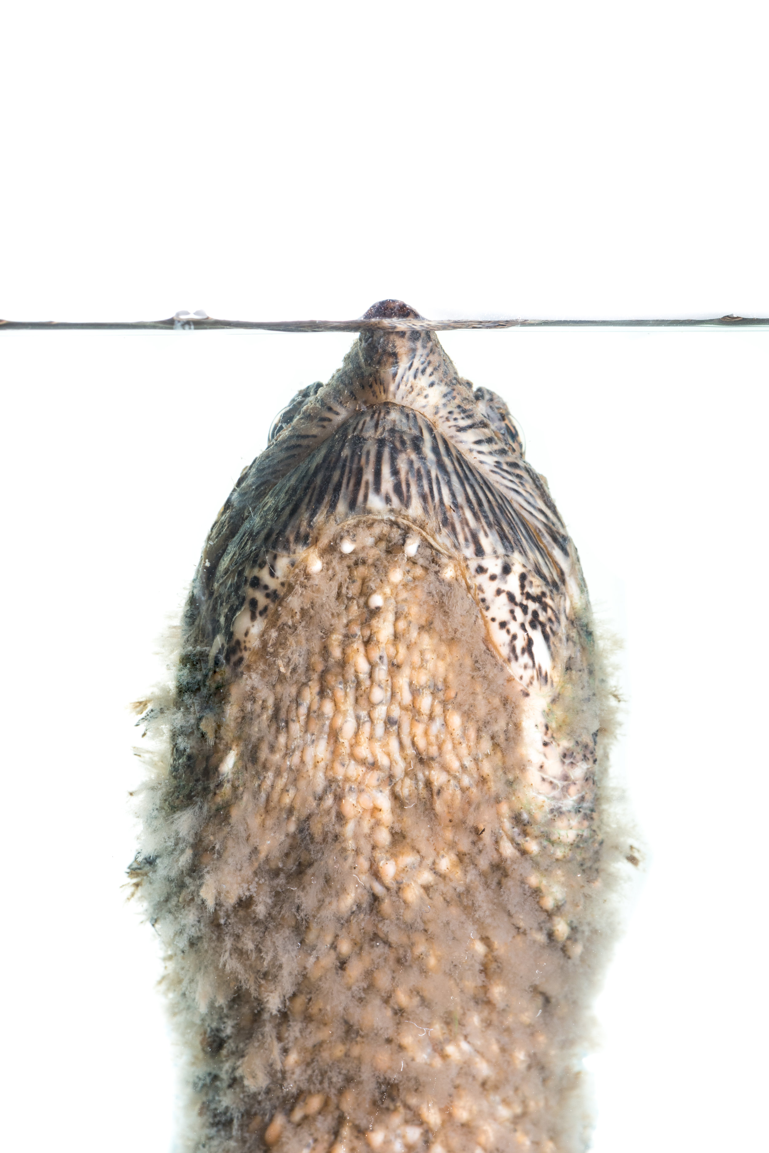 Common Snapping Turtle