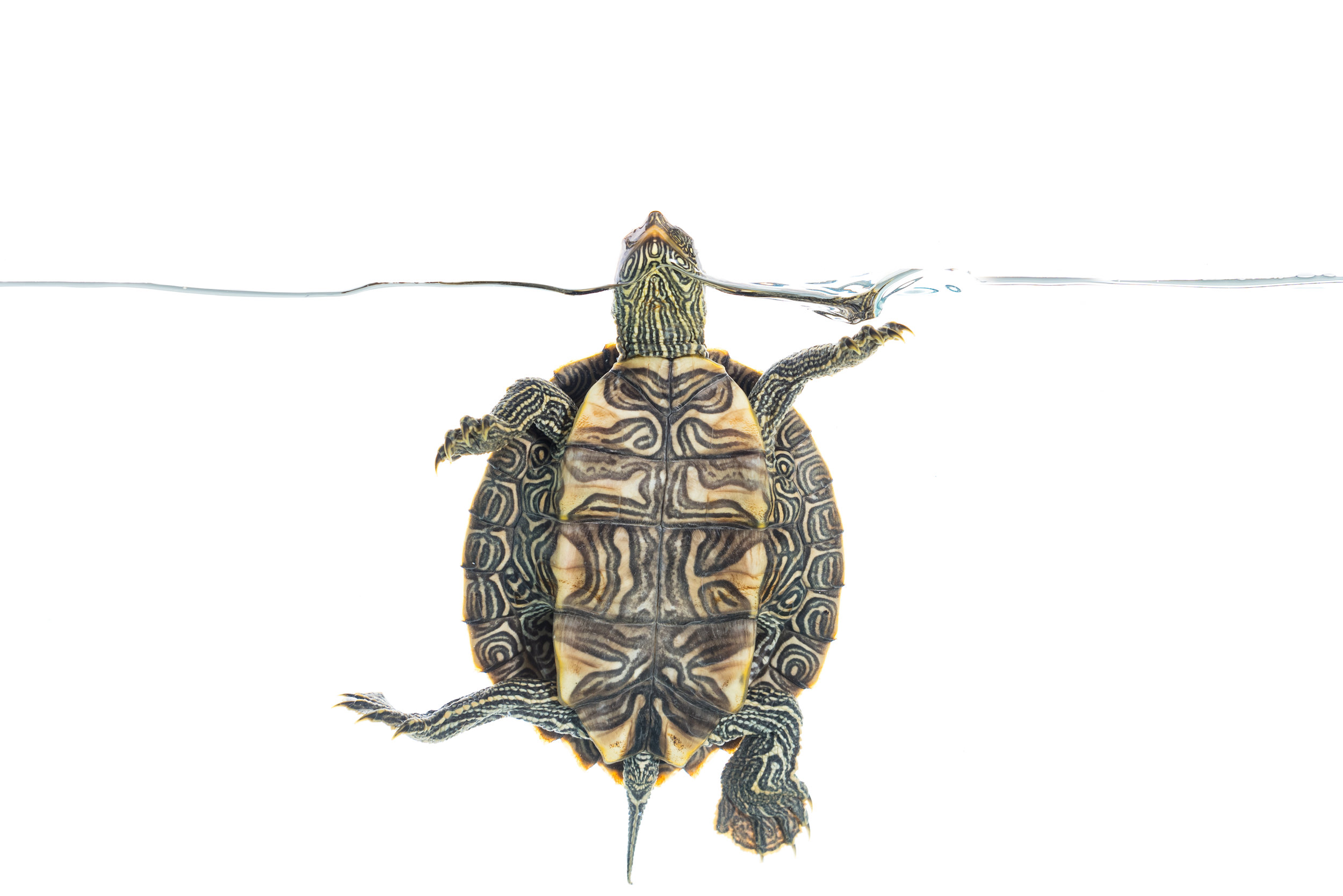 False Map Turtle