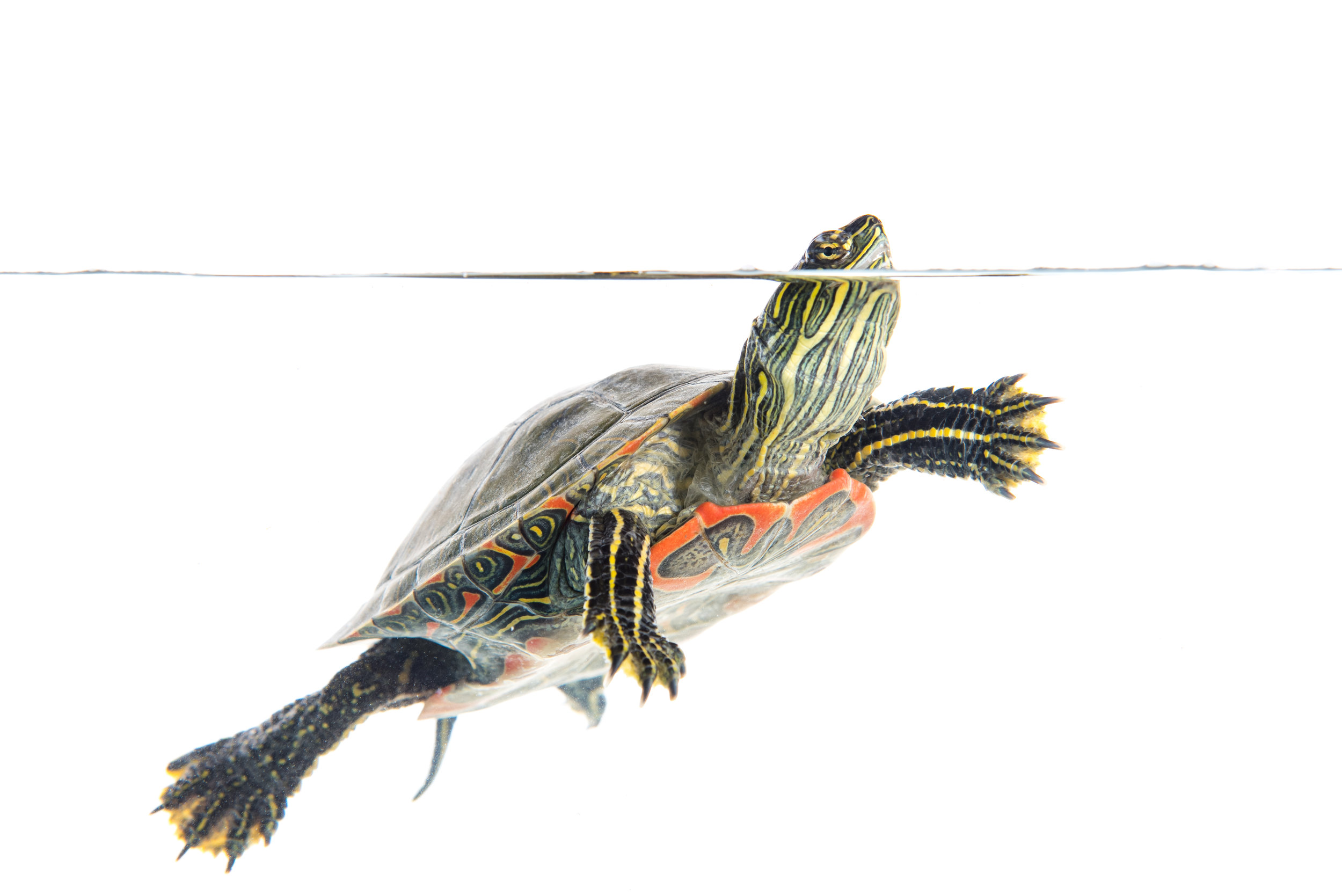 Northern Painted Turtle
