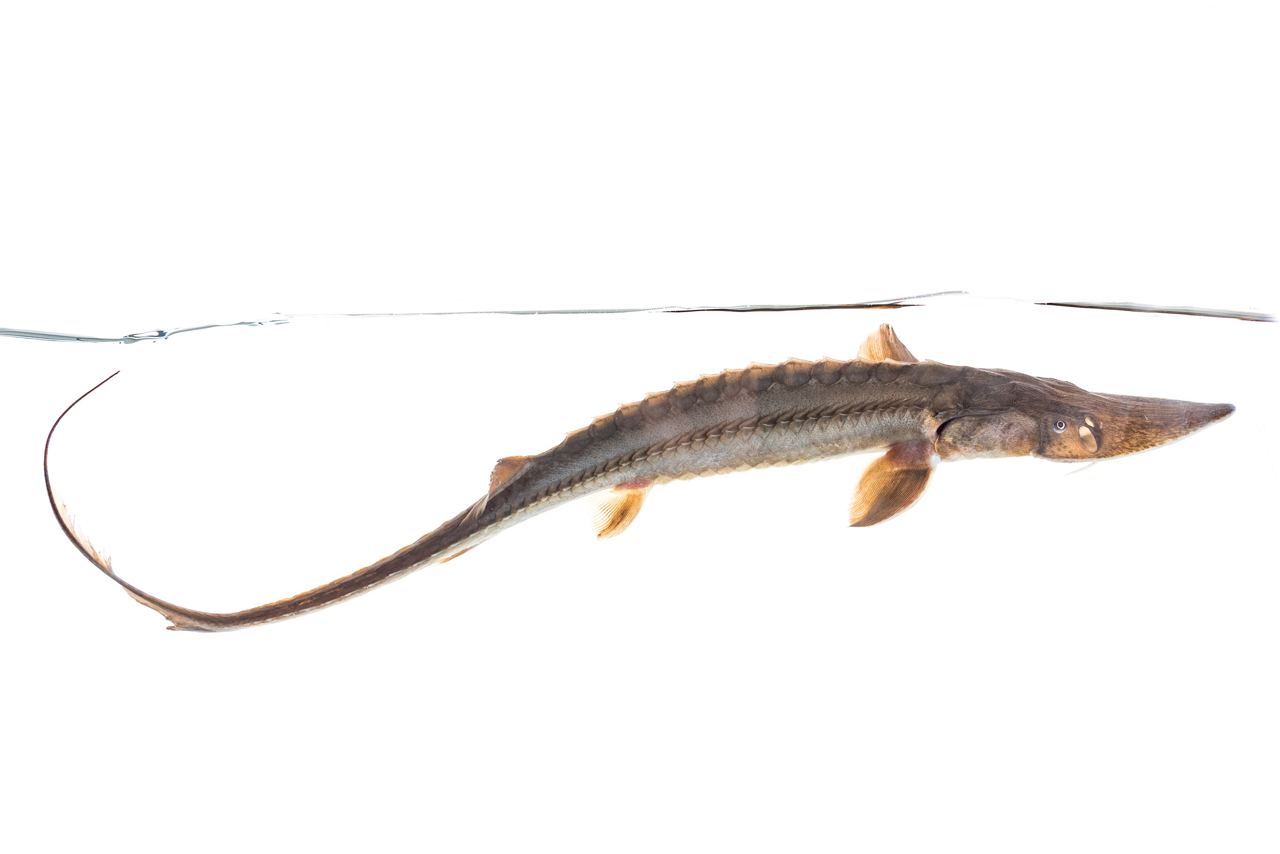Pallid Sturgeon
