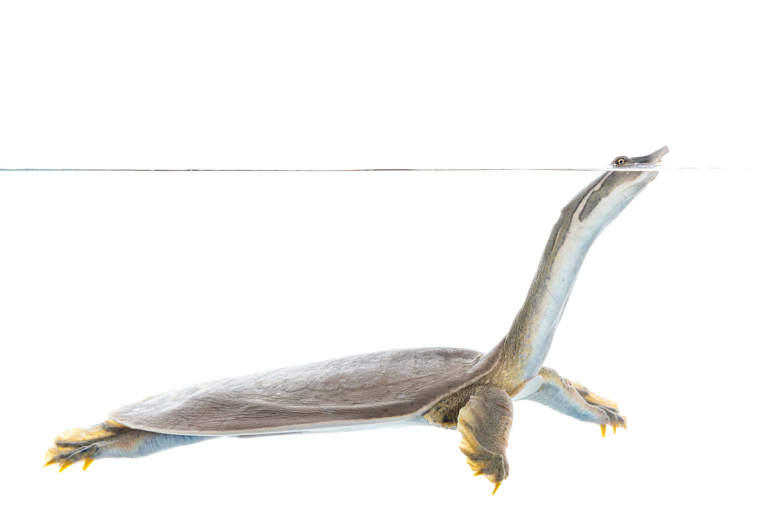 Smooth Softshell Turtle