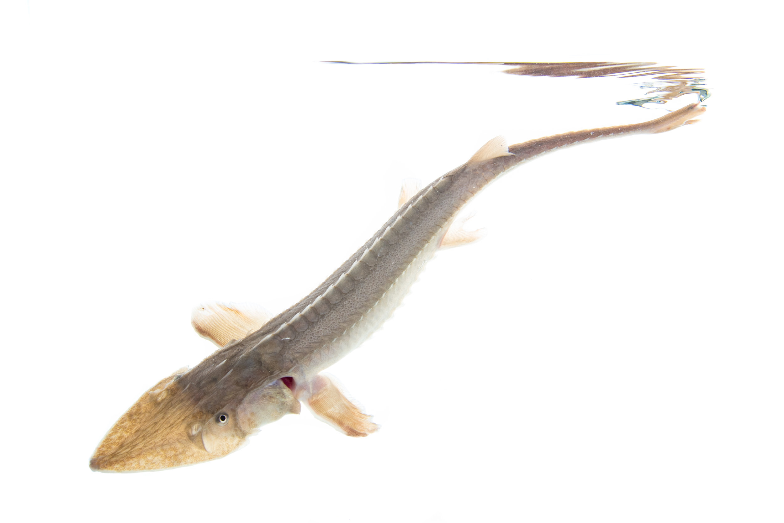 Shovelnose Sturgeon