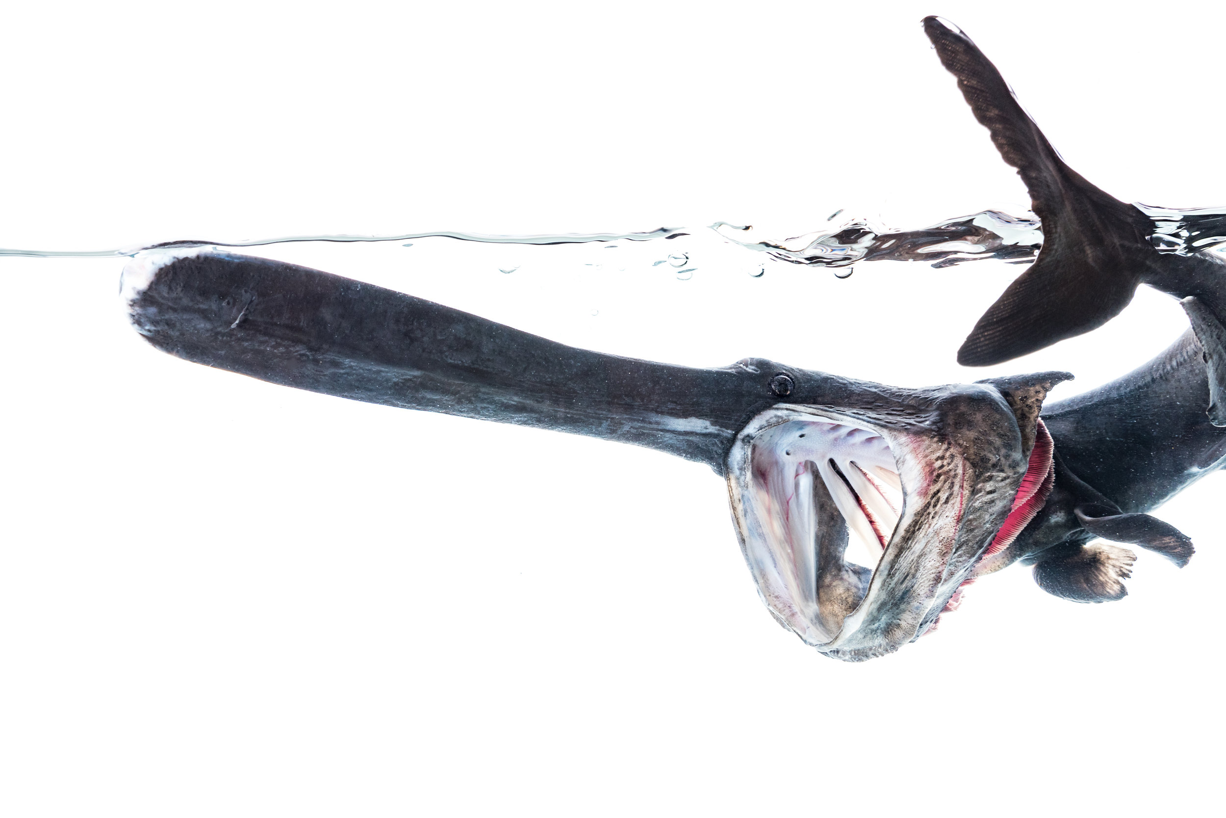 American Paddlefish