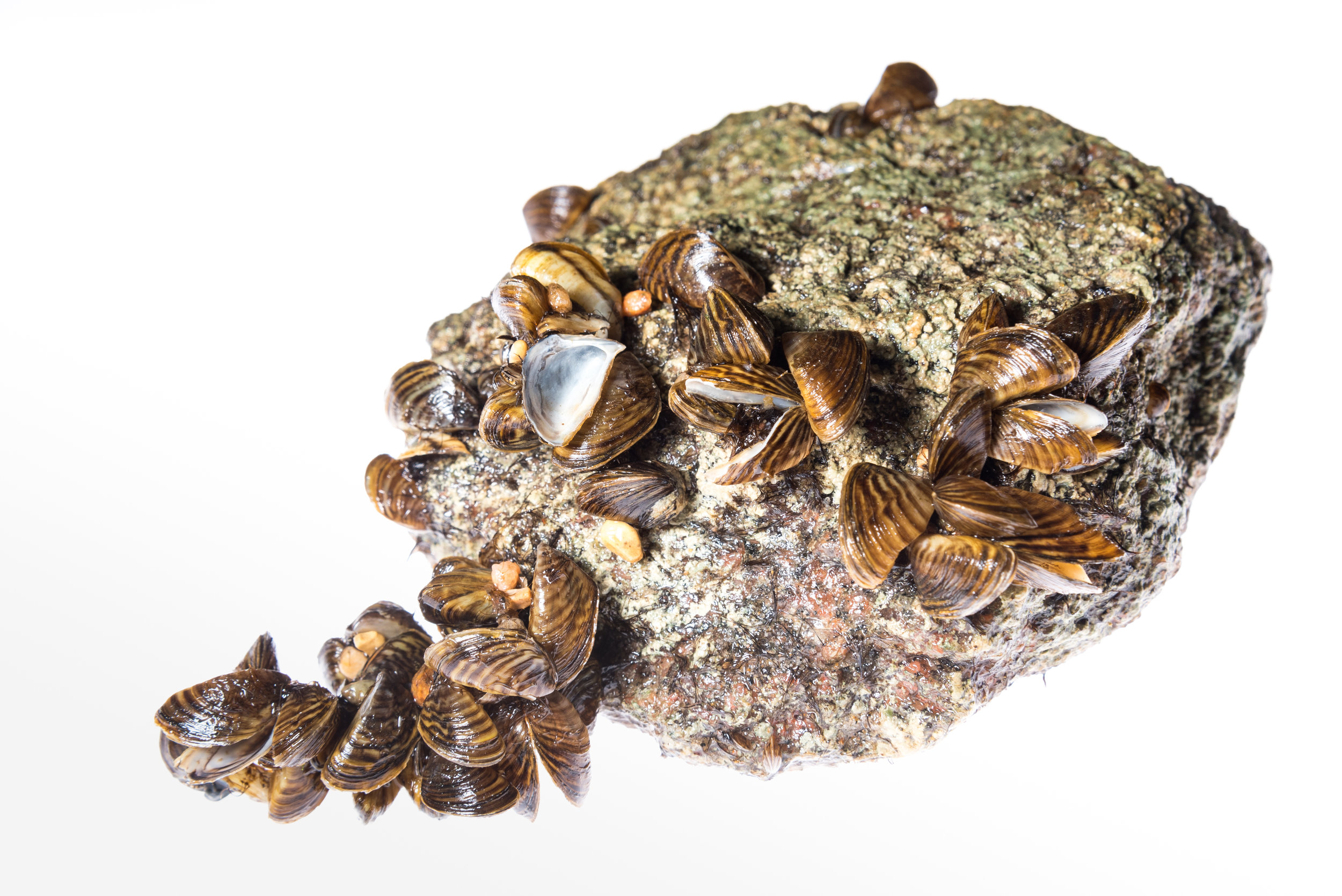 Zebra Mussels