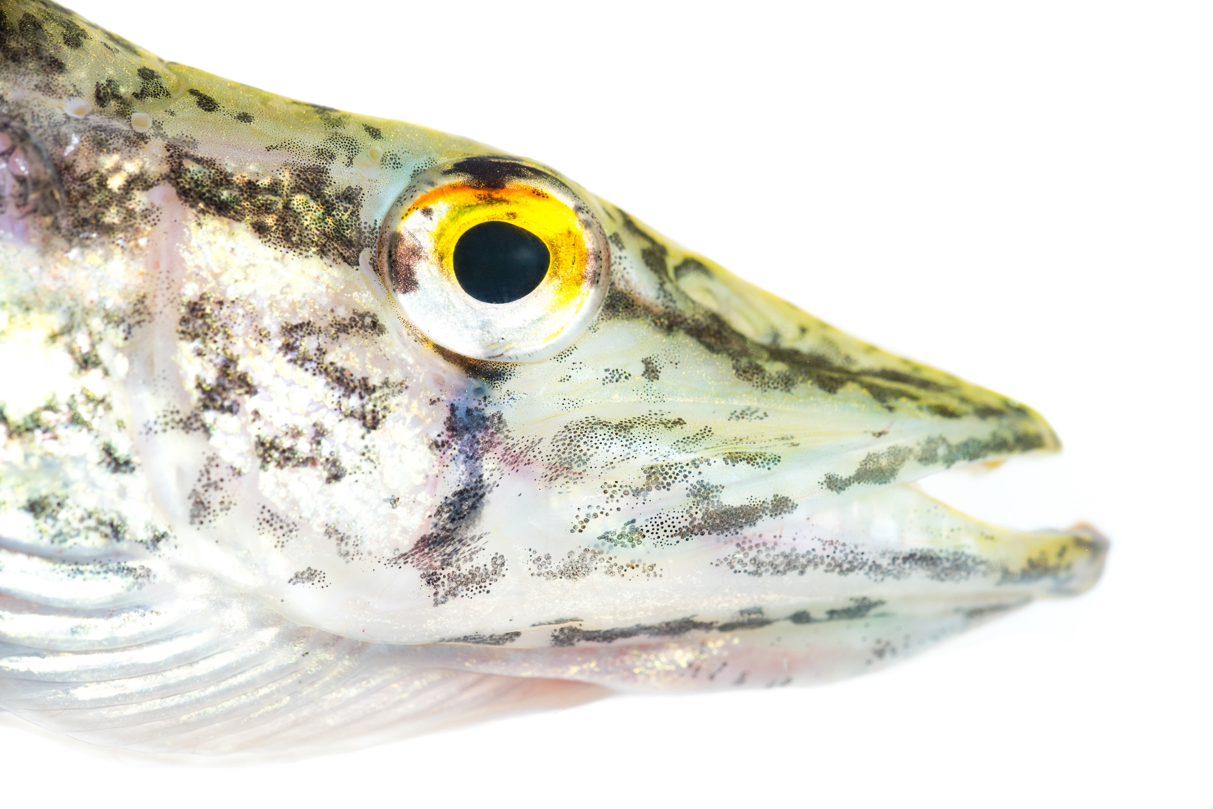 Grass Pickerel