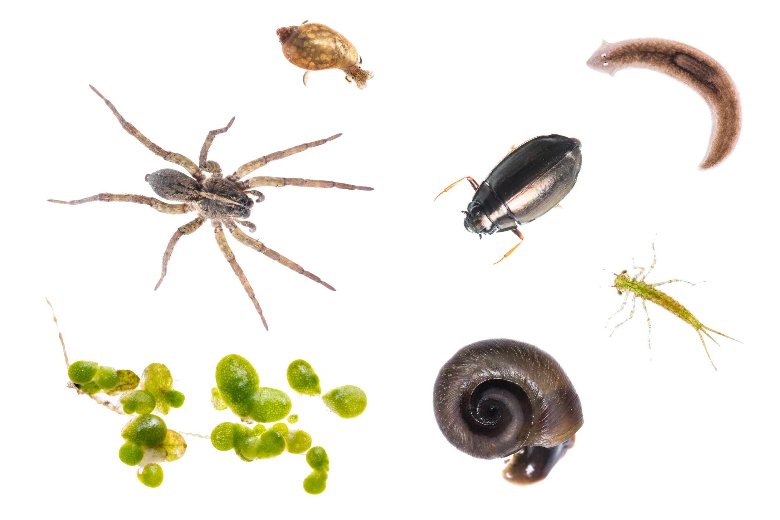 Magnified Life