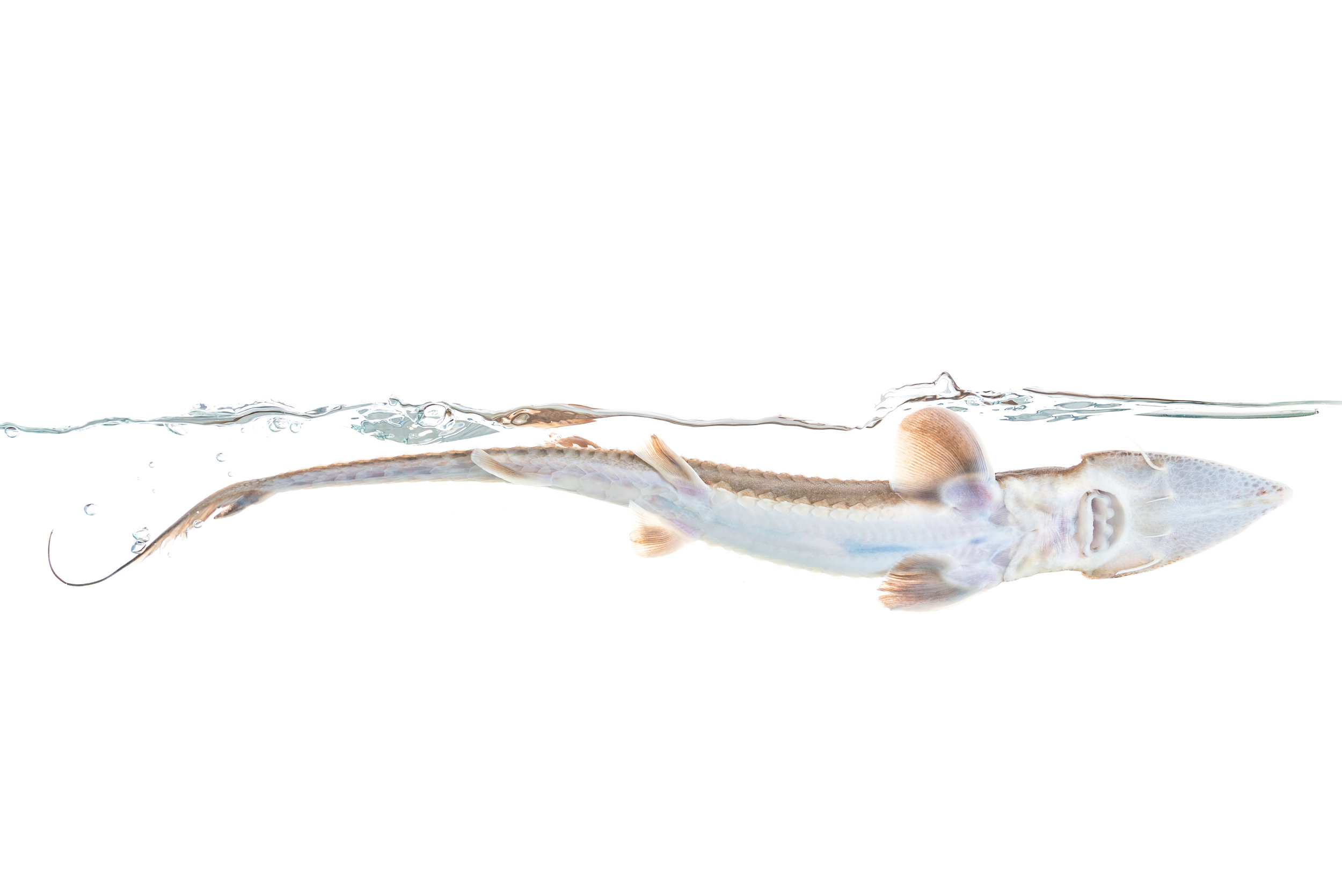 Pallid Sturgeon