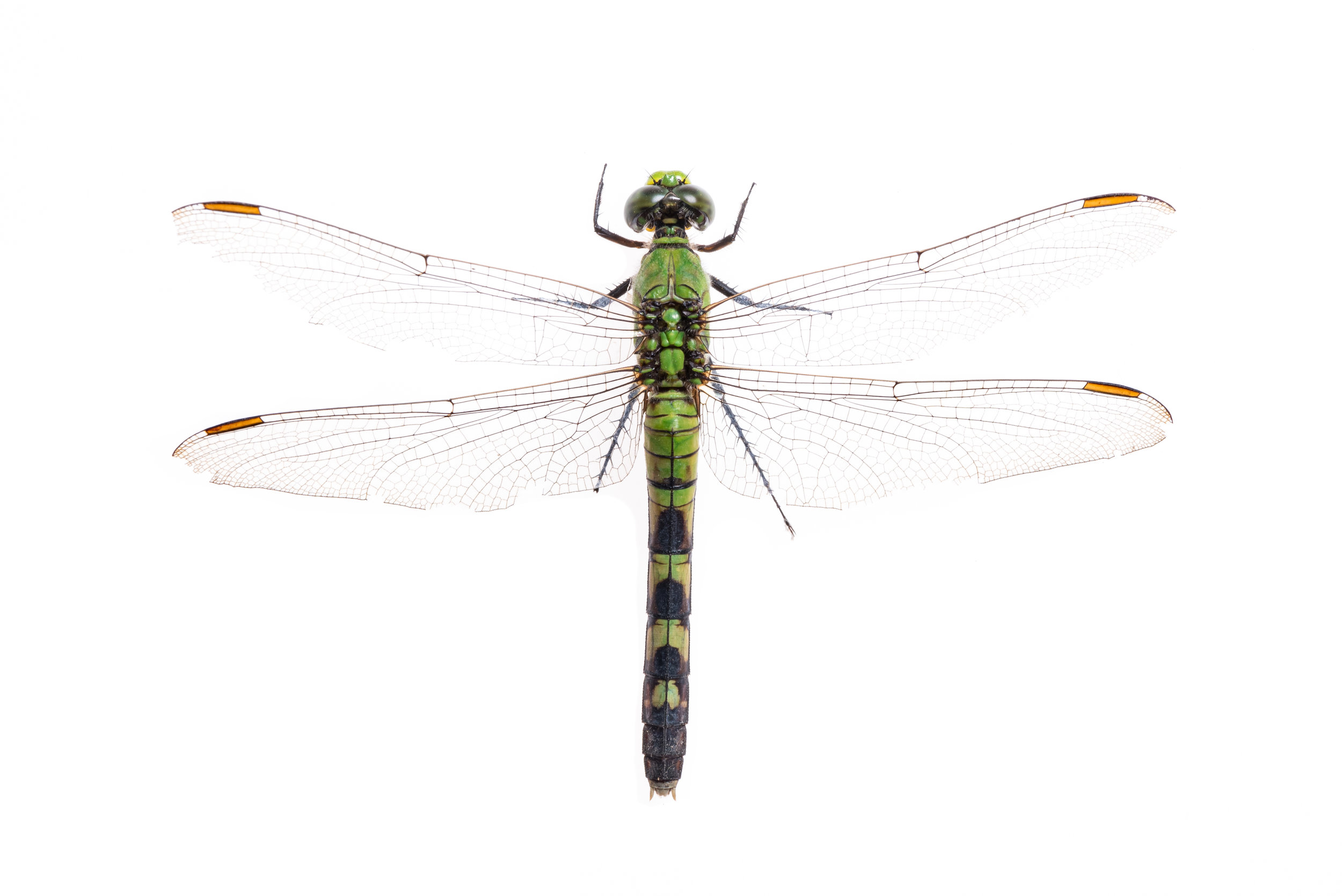 Green Darner Dragonfly