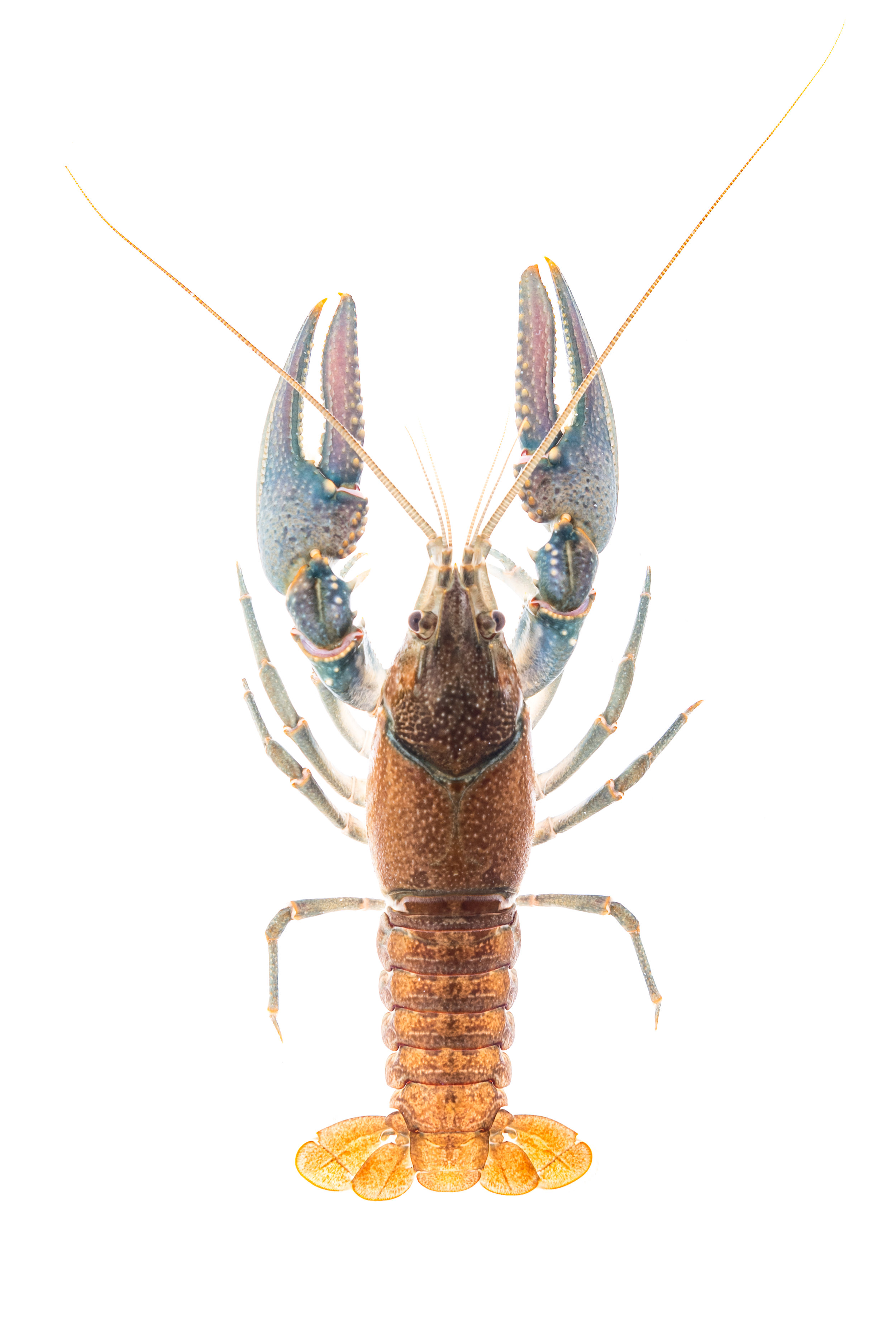 Northern Crayfish