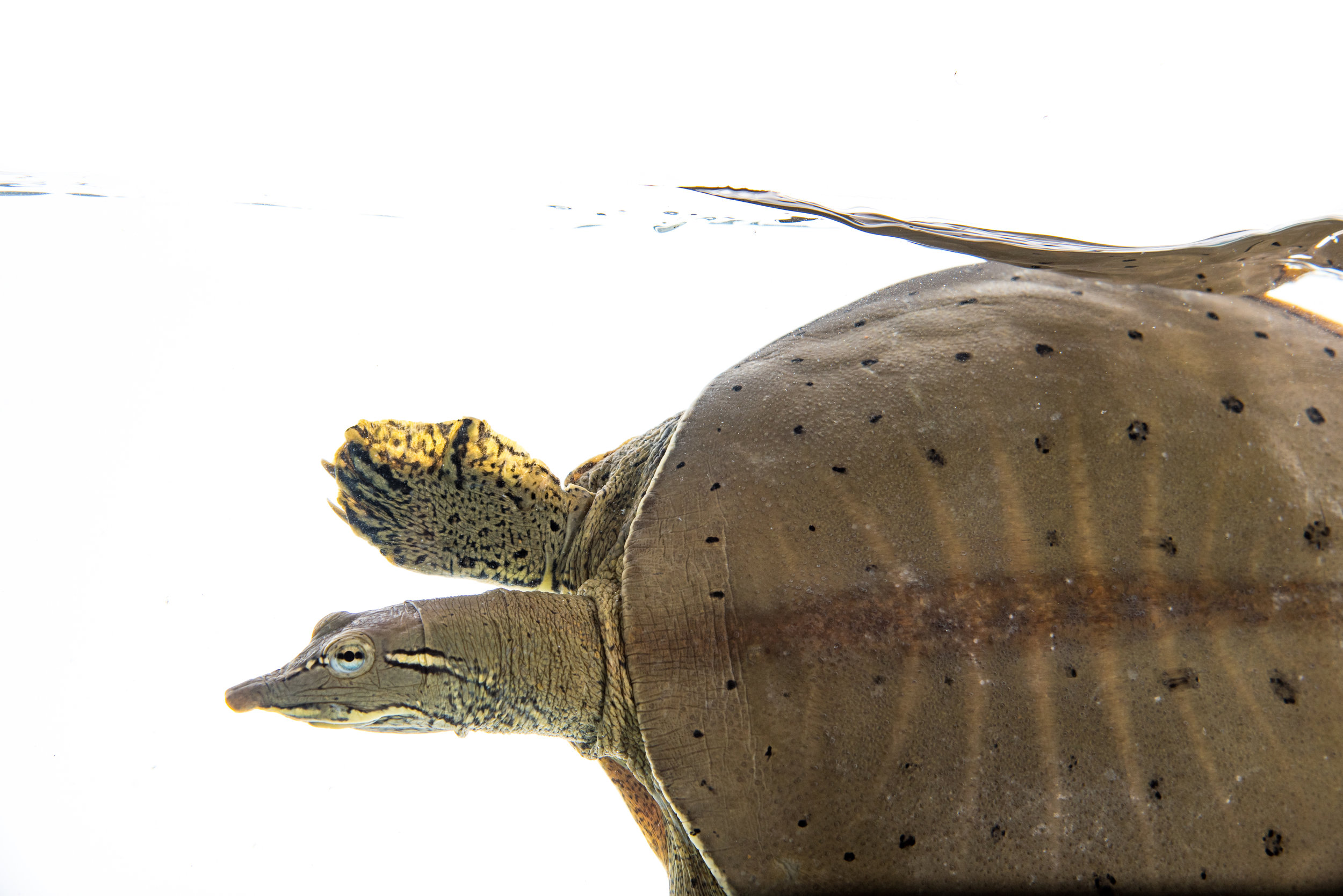 Spiny Softshell Turtle