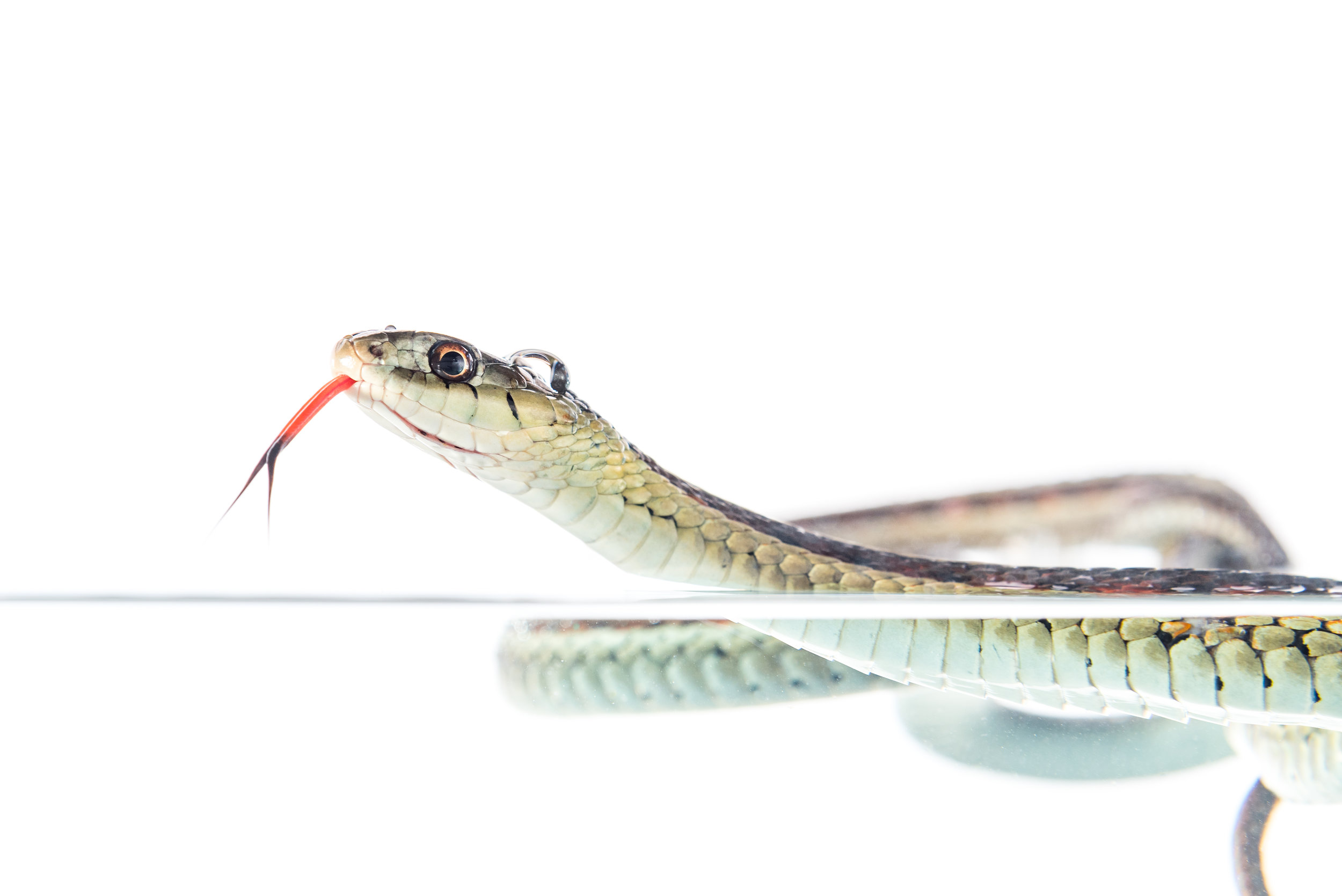 Common Garter Snake