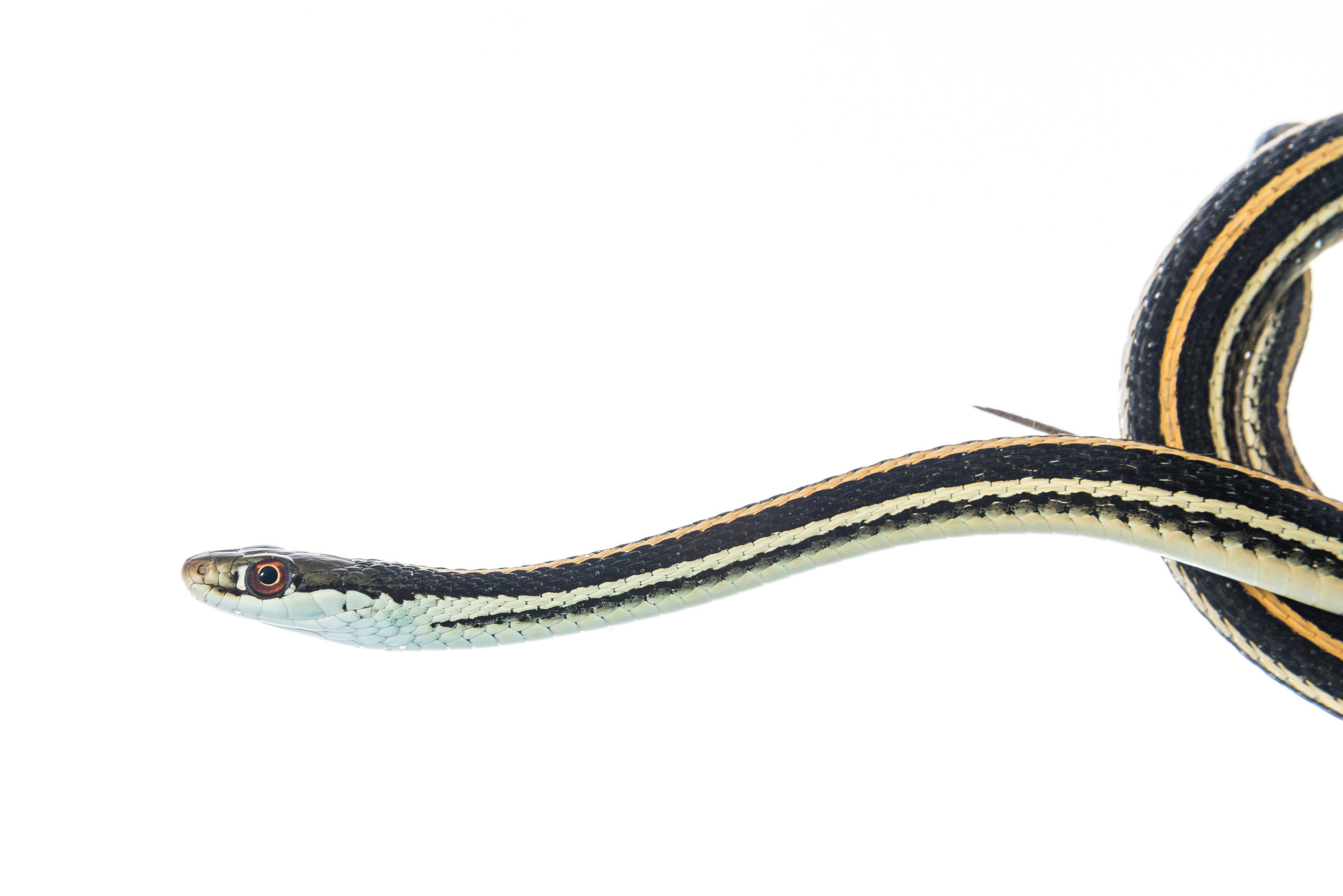 Western Ribbon Snake