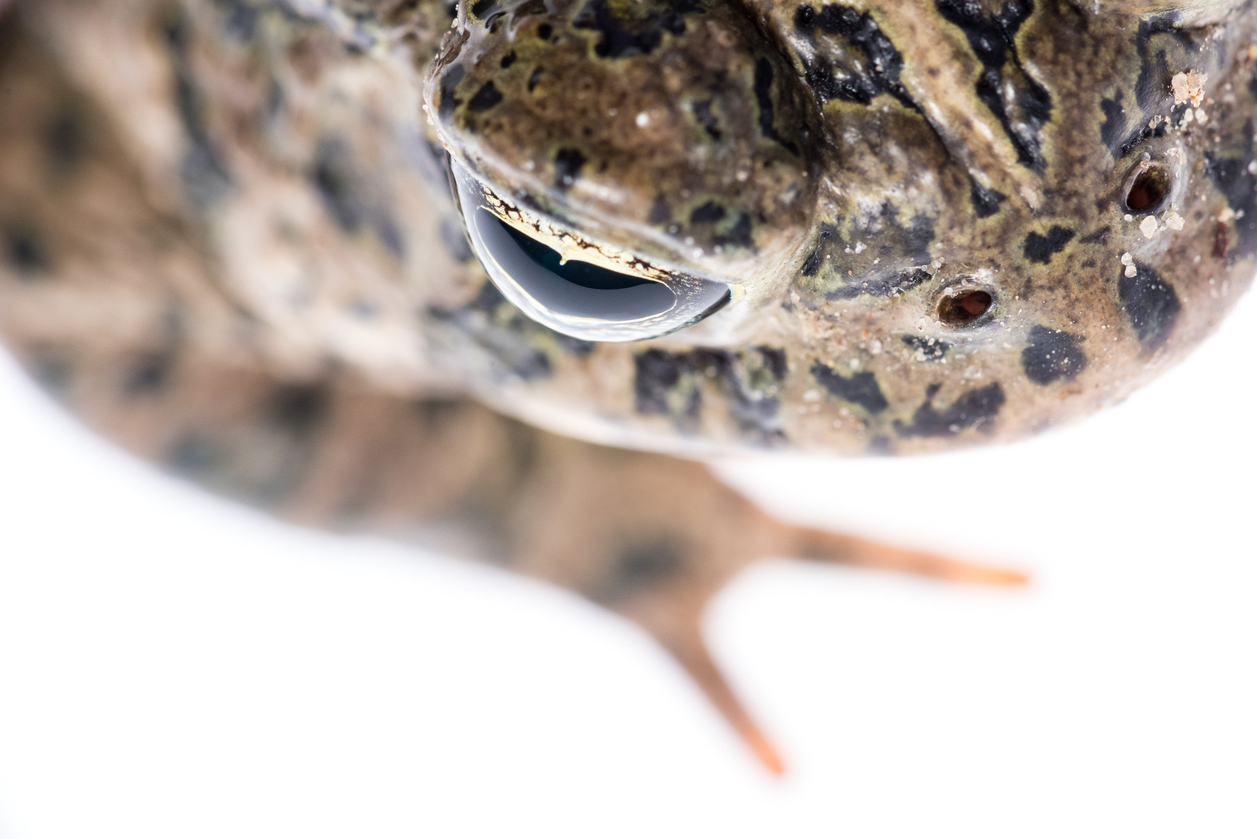 Woodhouse's Toad