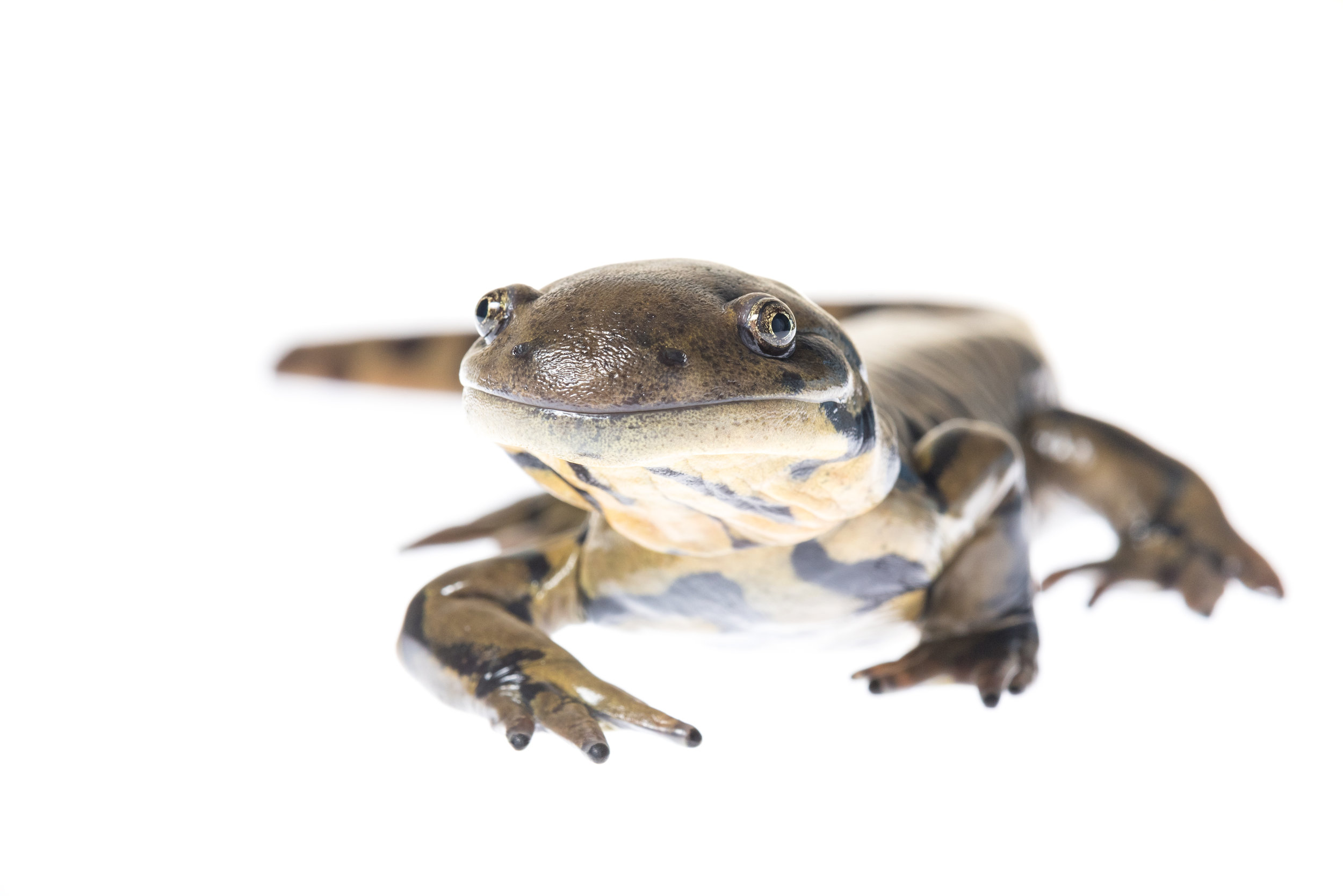 Western Tiger Salamander