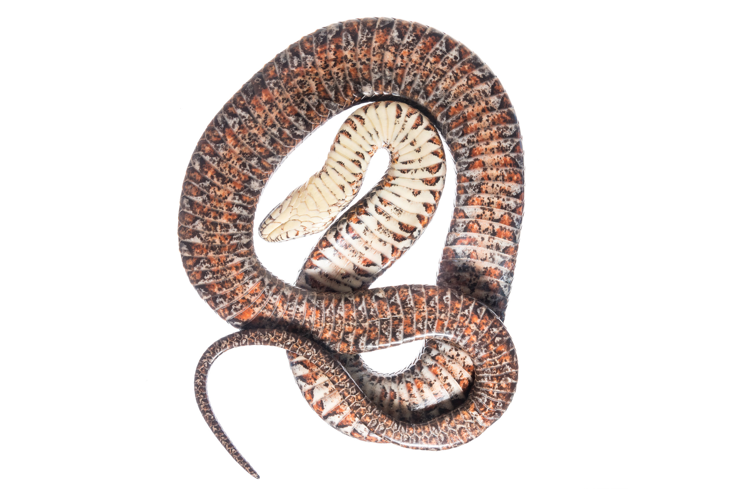 Common Water Snake