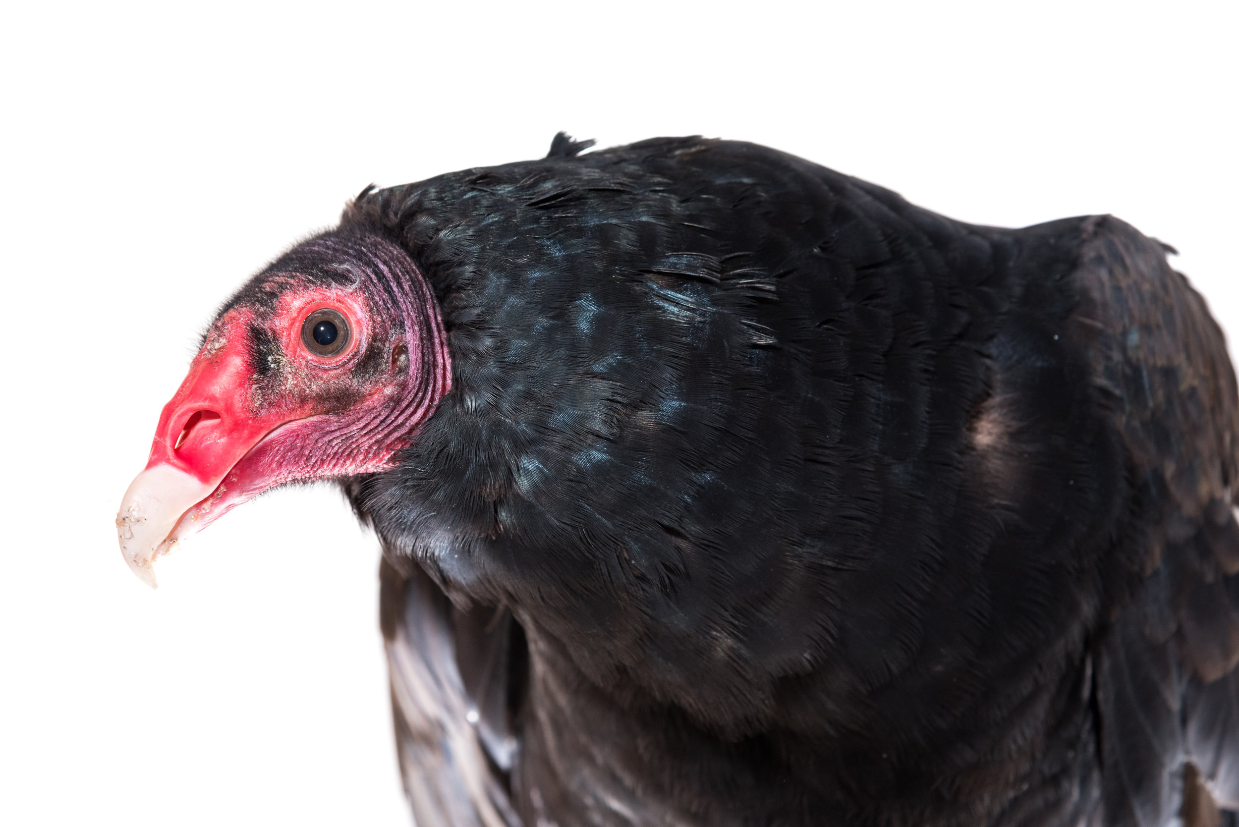 Turkey Vulture