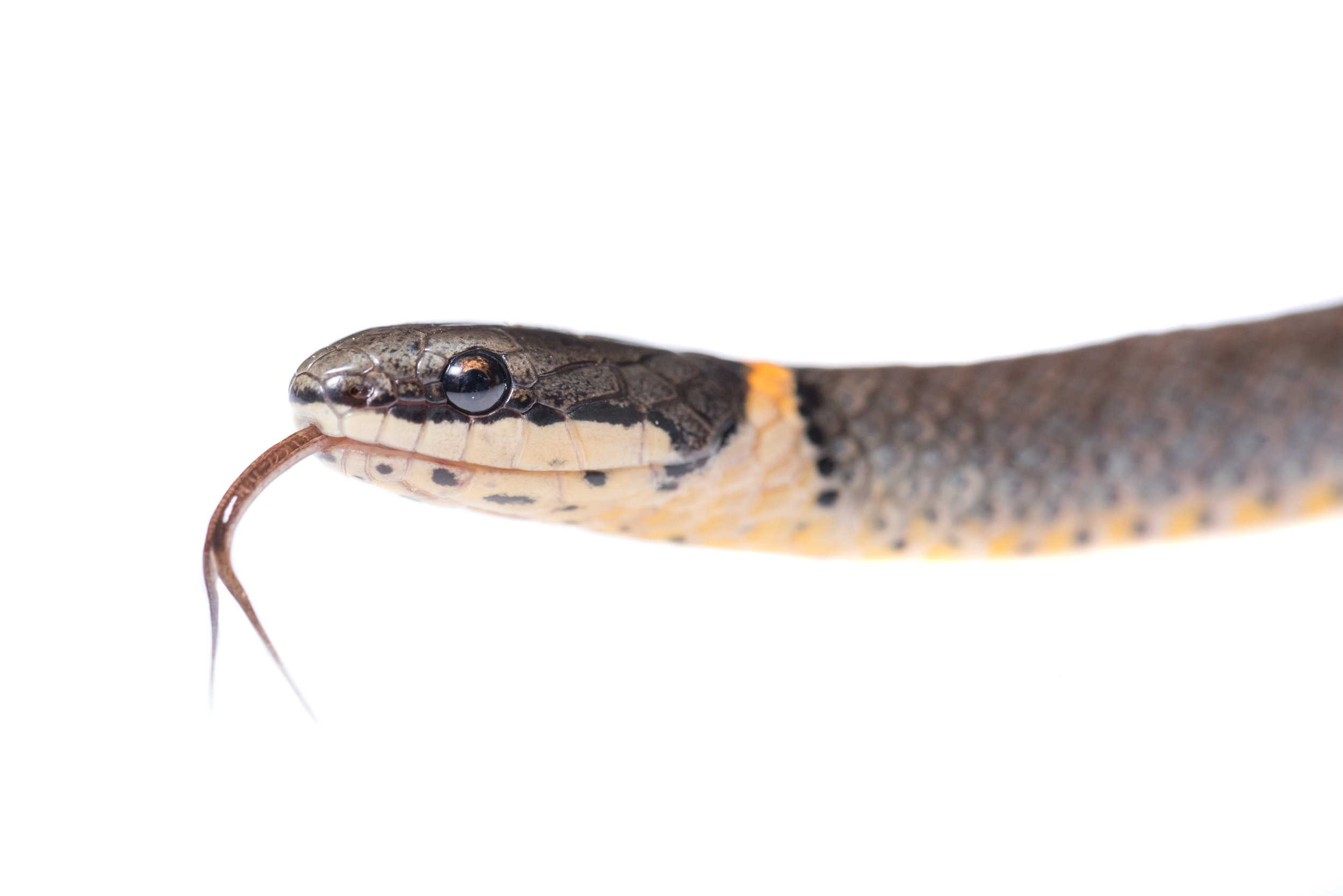 Ringneck Snake