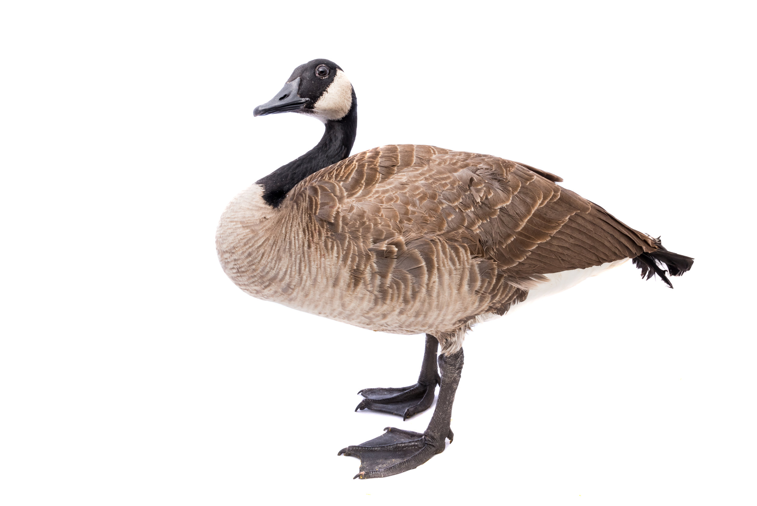 Canada Goose
