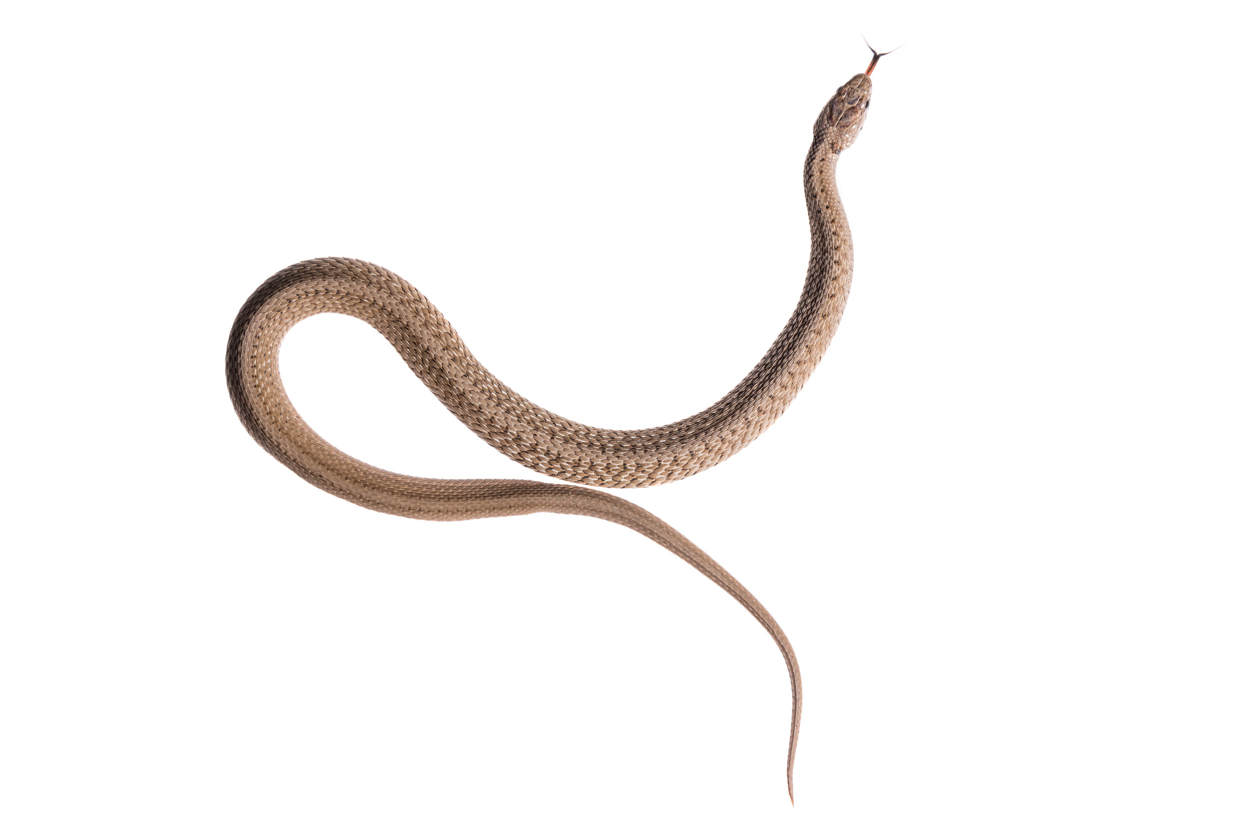 Brown Snake
