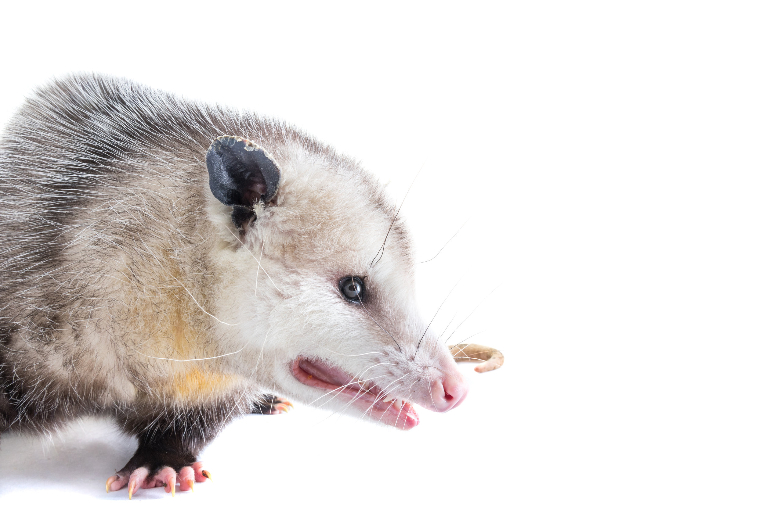 Virginia Opossum
