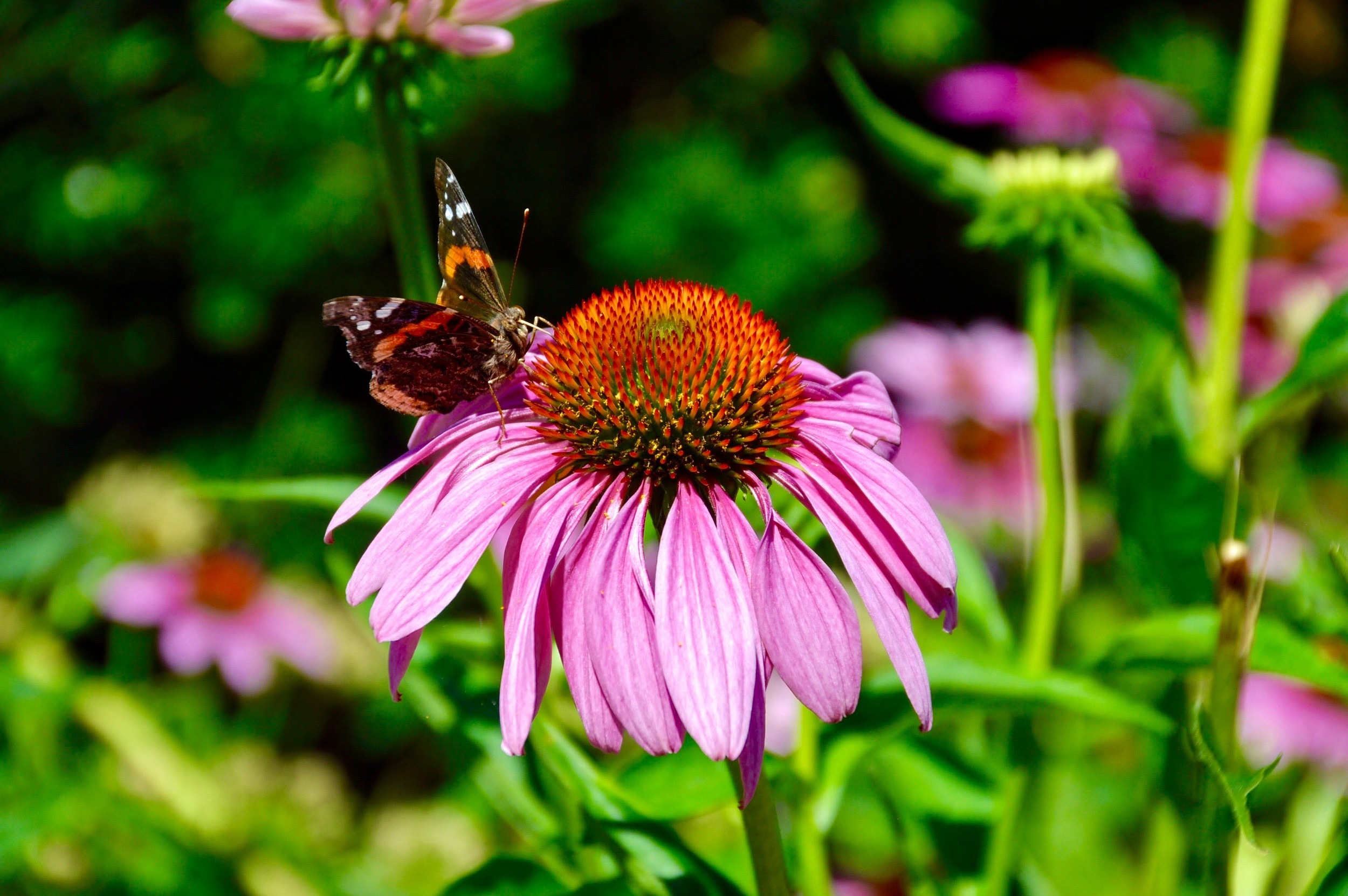 This little beauty caught my eye while walking away from The Bean