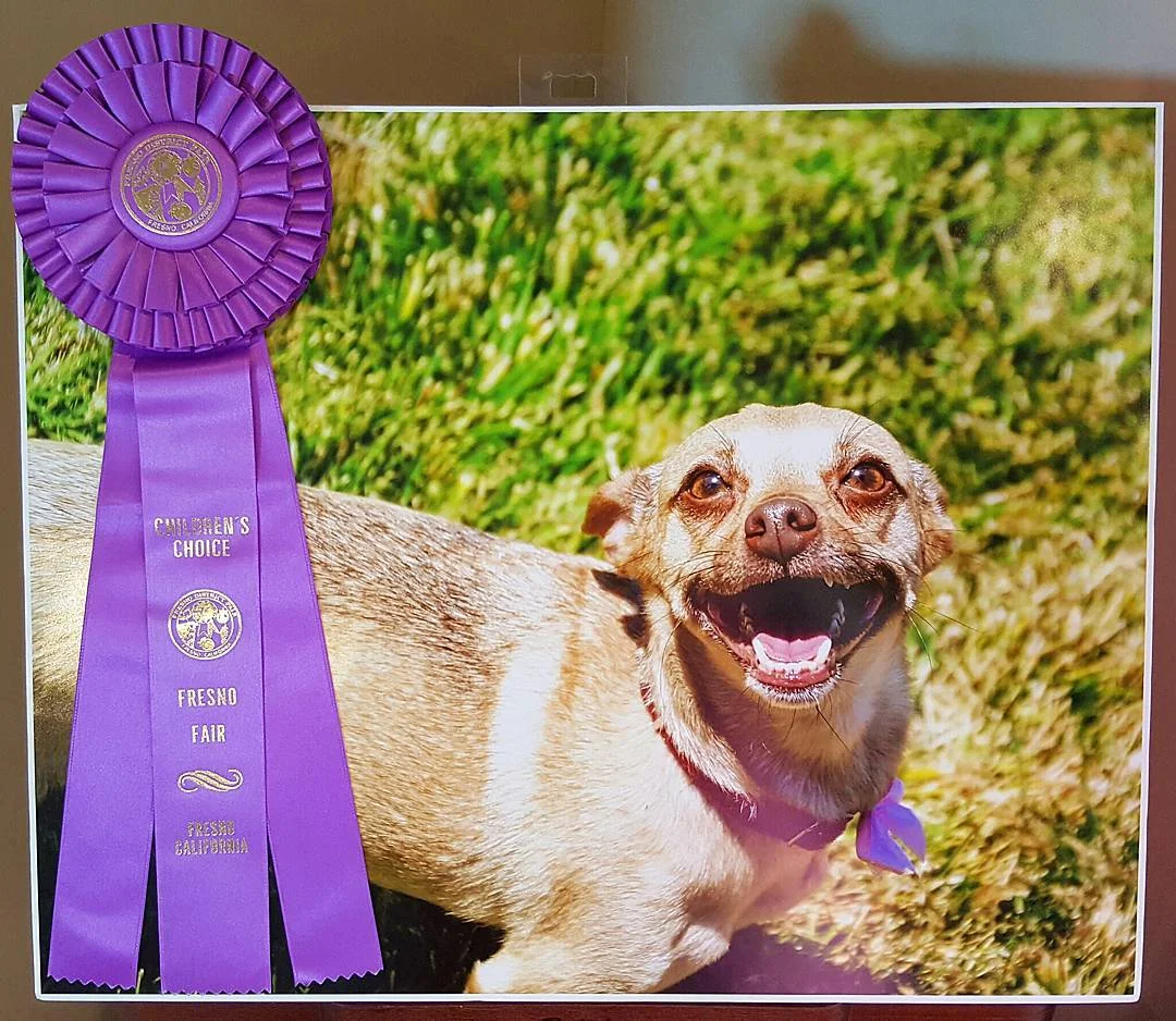 So obsessed with my sweet little Kiki winning the Children's Choice Award at the Fresno Fair this year!! Look at the FACE!!