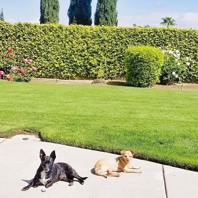 P E A C E F U L | 😊
.
Today we brought church outside and it was so beautiful and peaceful. Happy Sunday! ❤️
.
.
.
.
.
.
.
.
.
.
#kimsfabfinds #kimsfabpups #peaceful #sunday #bixbyandkiki #chiweeniesofinstagram #chiweenie #dogsofinstagram #dogs #fre