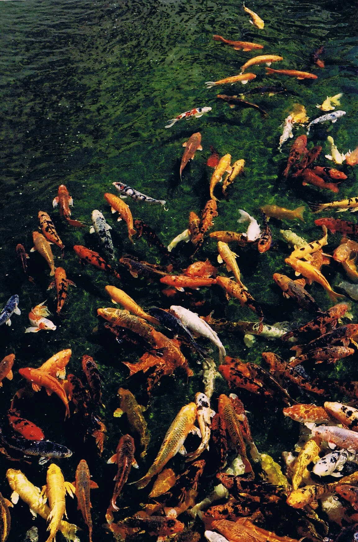 koi fish.jpg