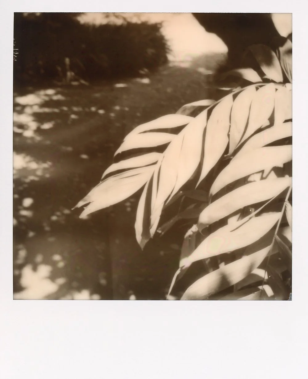polaroid043.jpg
