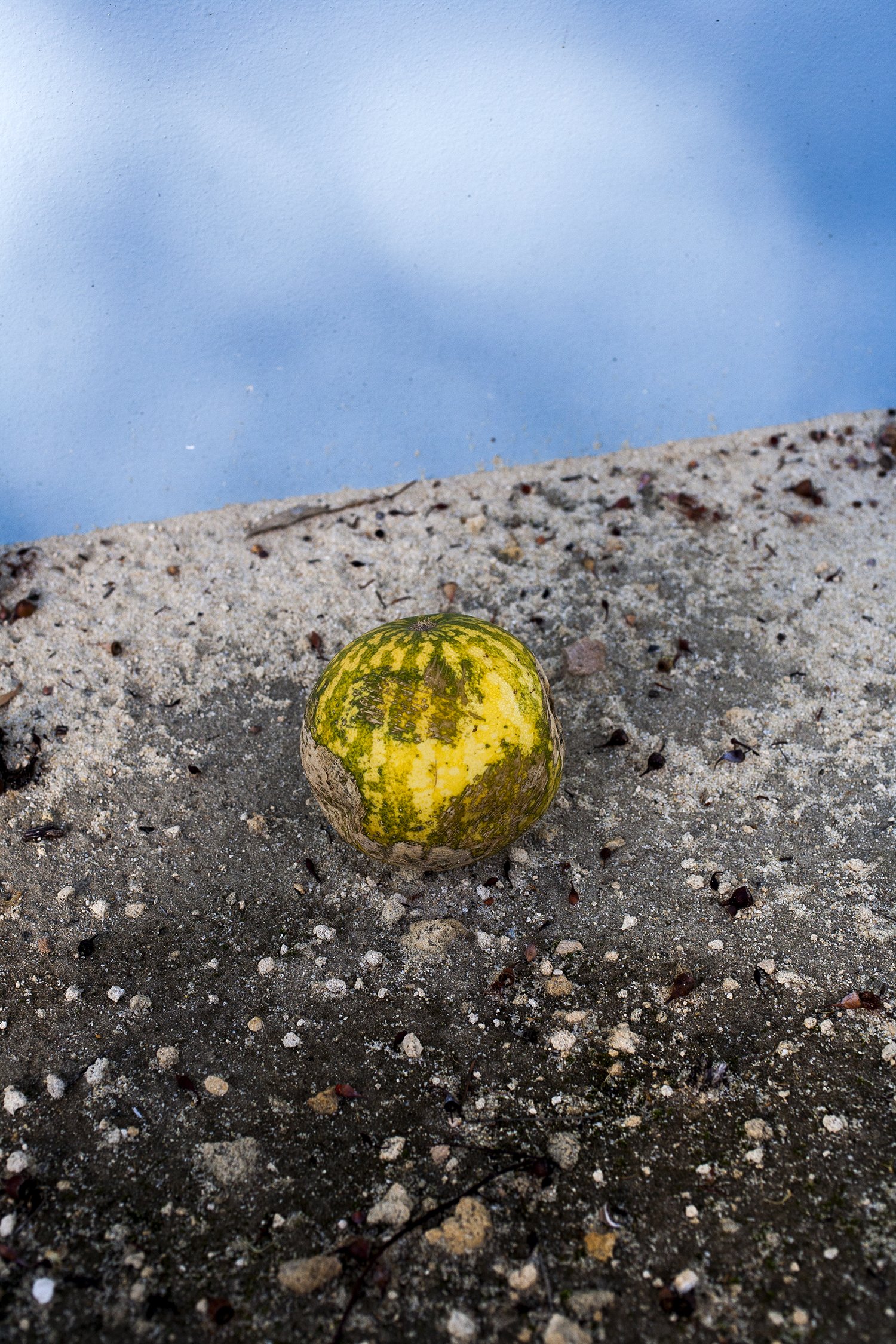 A strange fruit found by the edge of the road