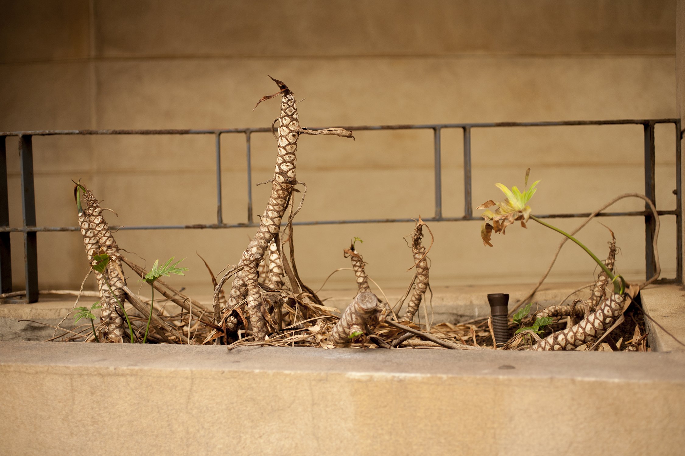 All-seeing eye by the beige garden bed  