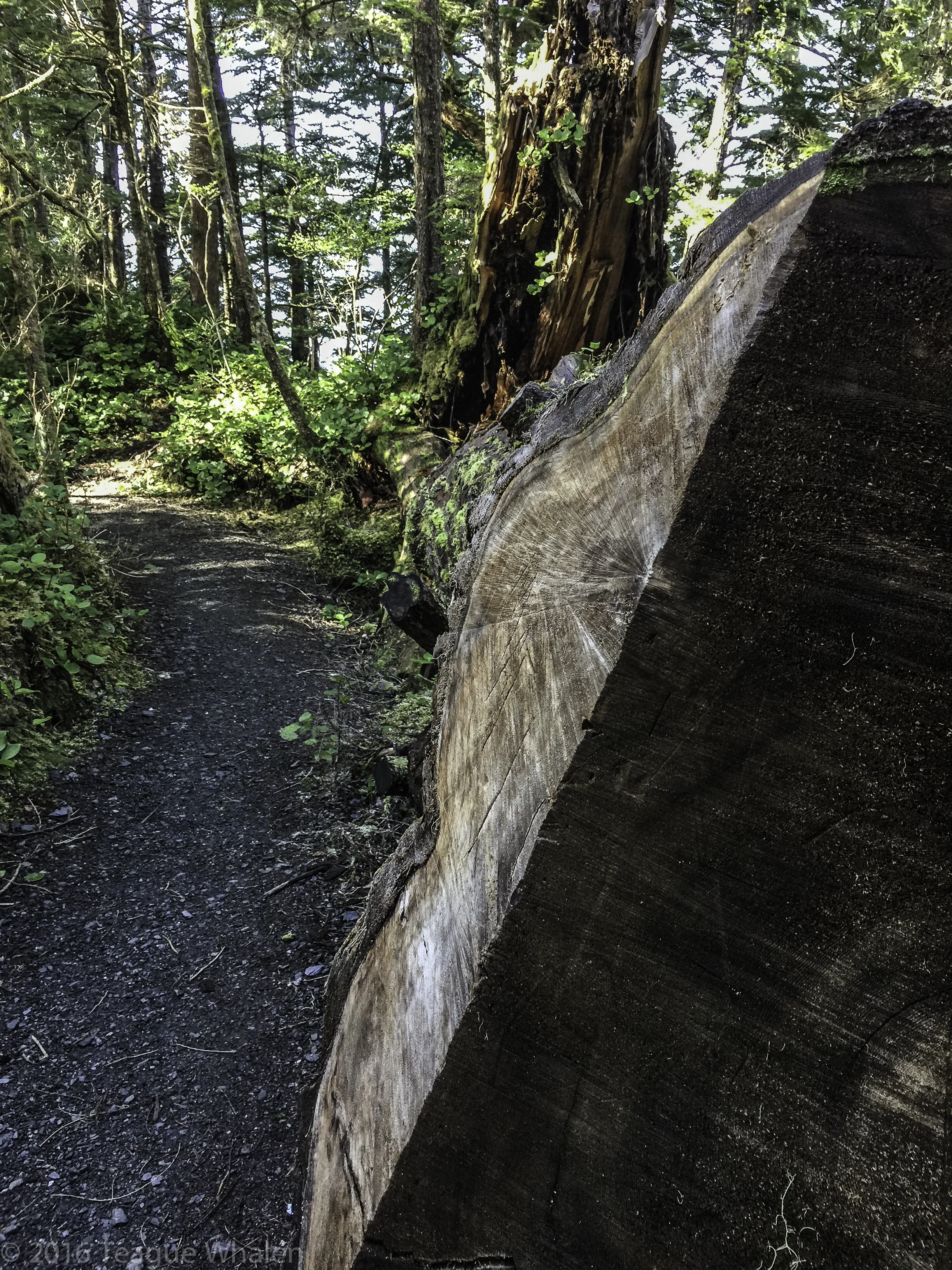 Log & Trail Touched (1 of 1).jpg