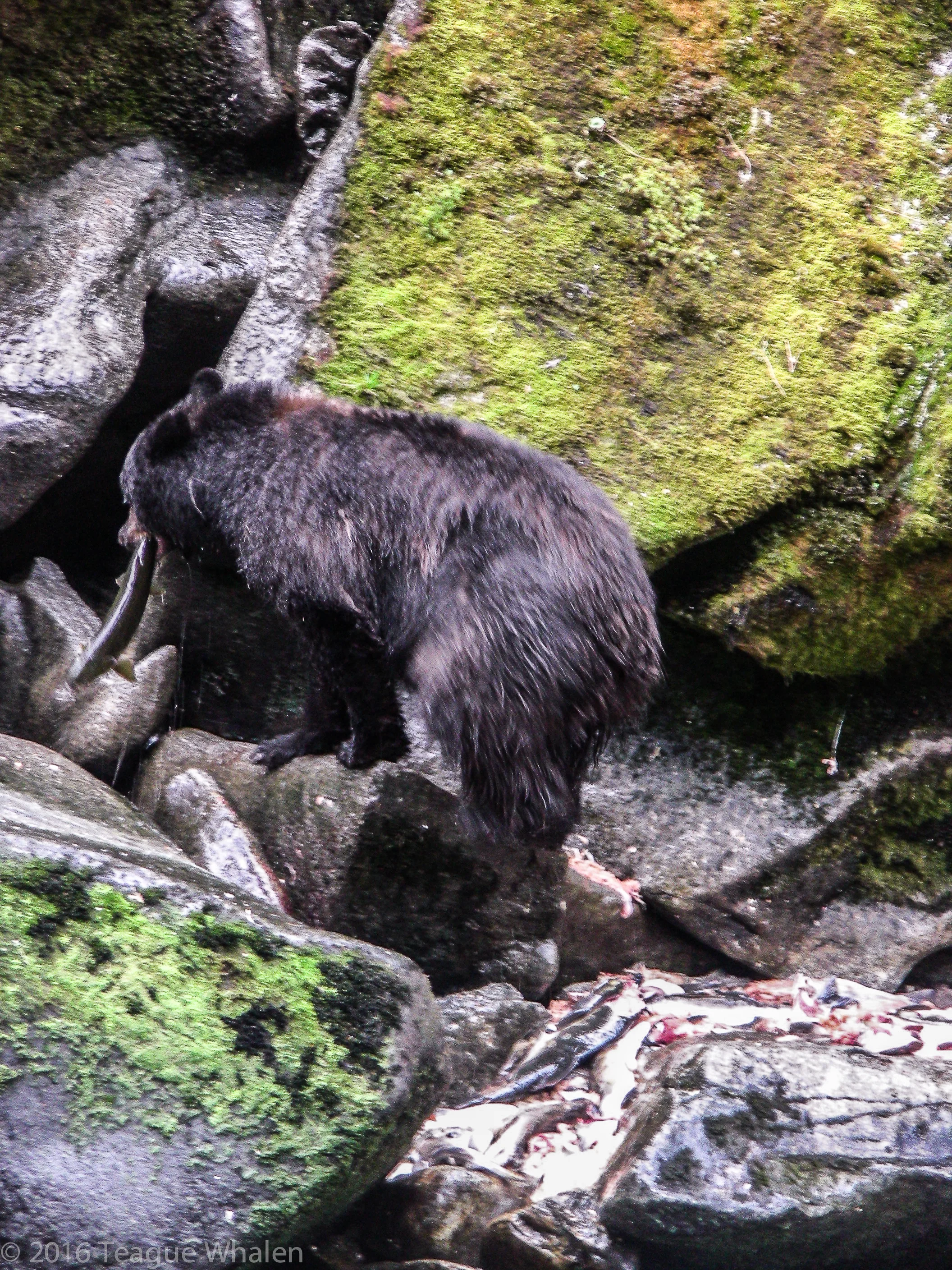 Annan Creek Bear.jpg