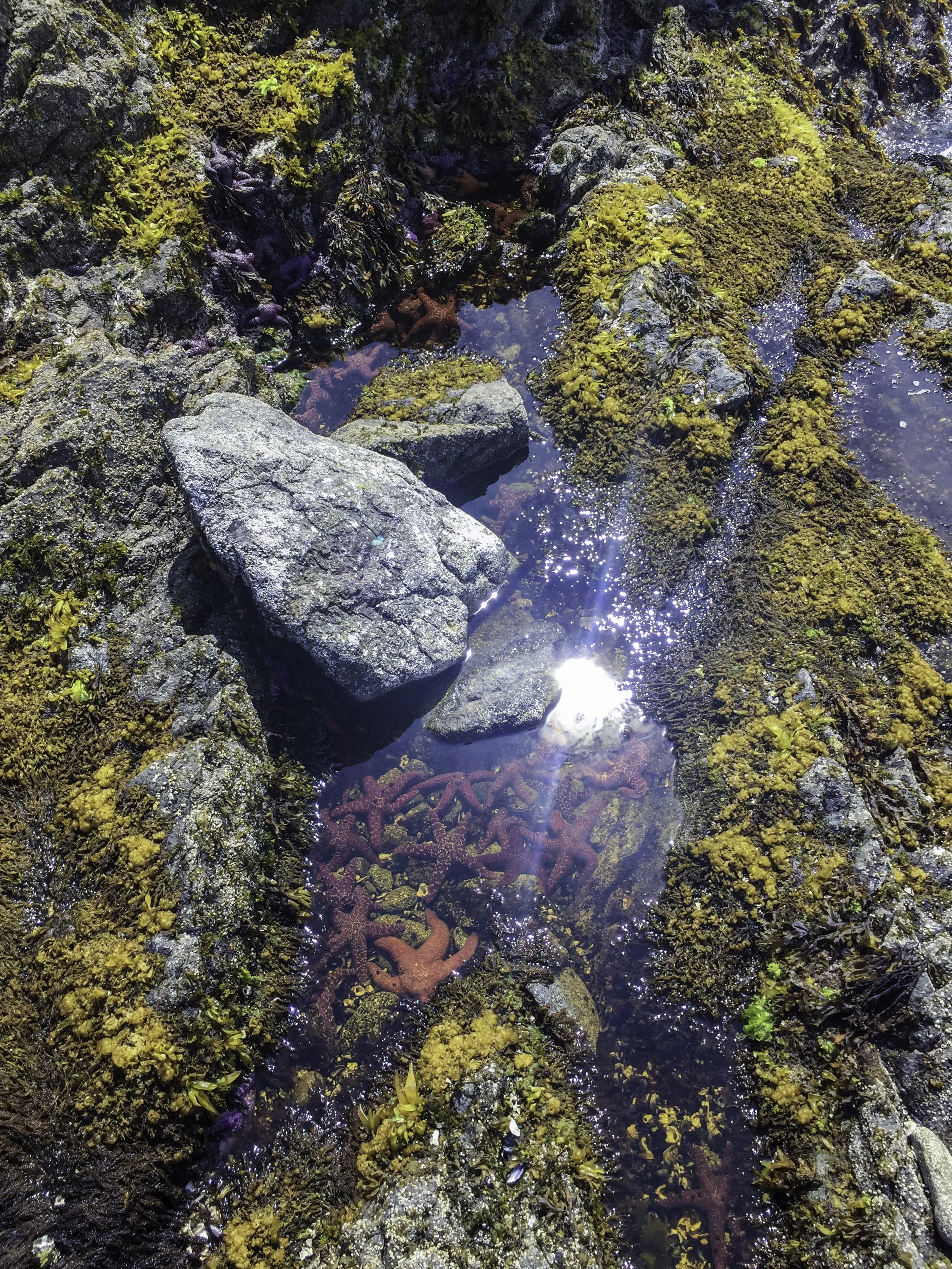 More Sea Stars.jpg