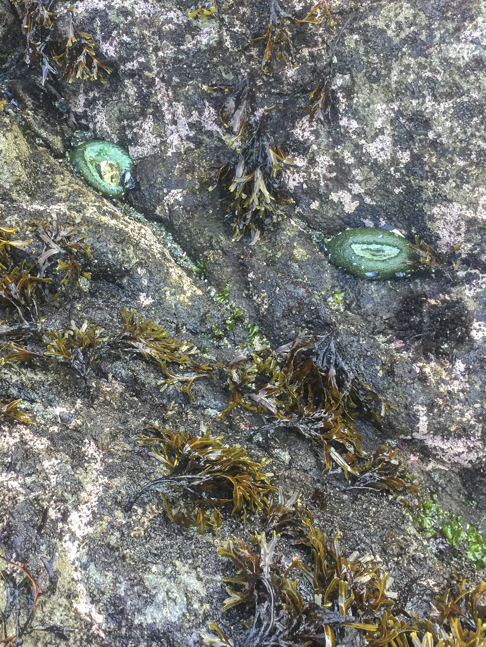 Sea Anemones.jpg