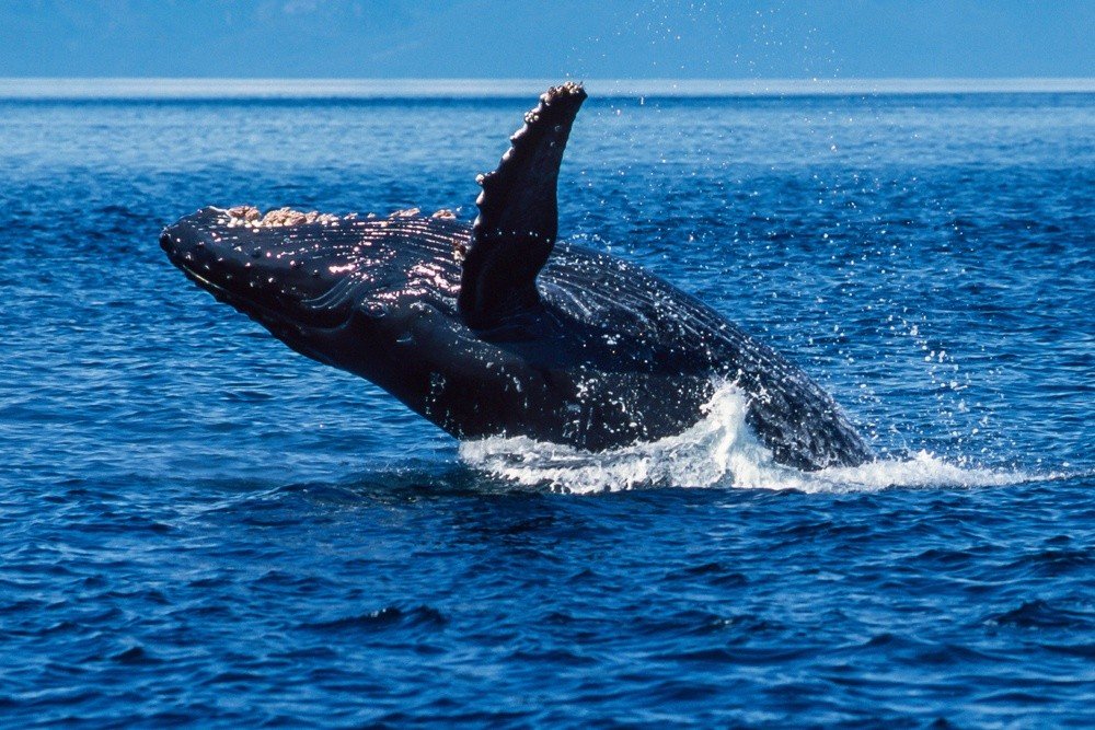 humpback breaching (2).jpg