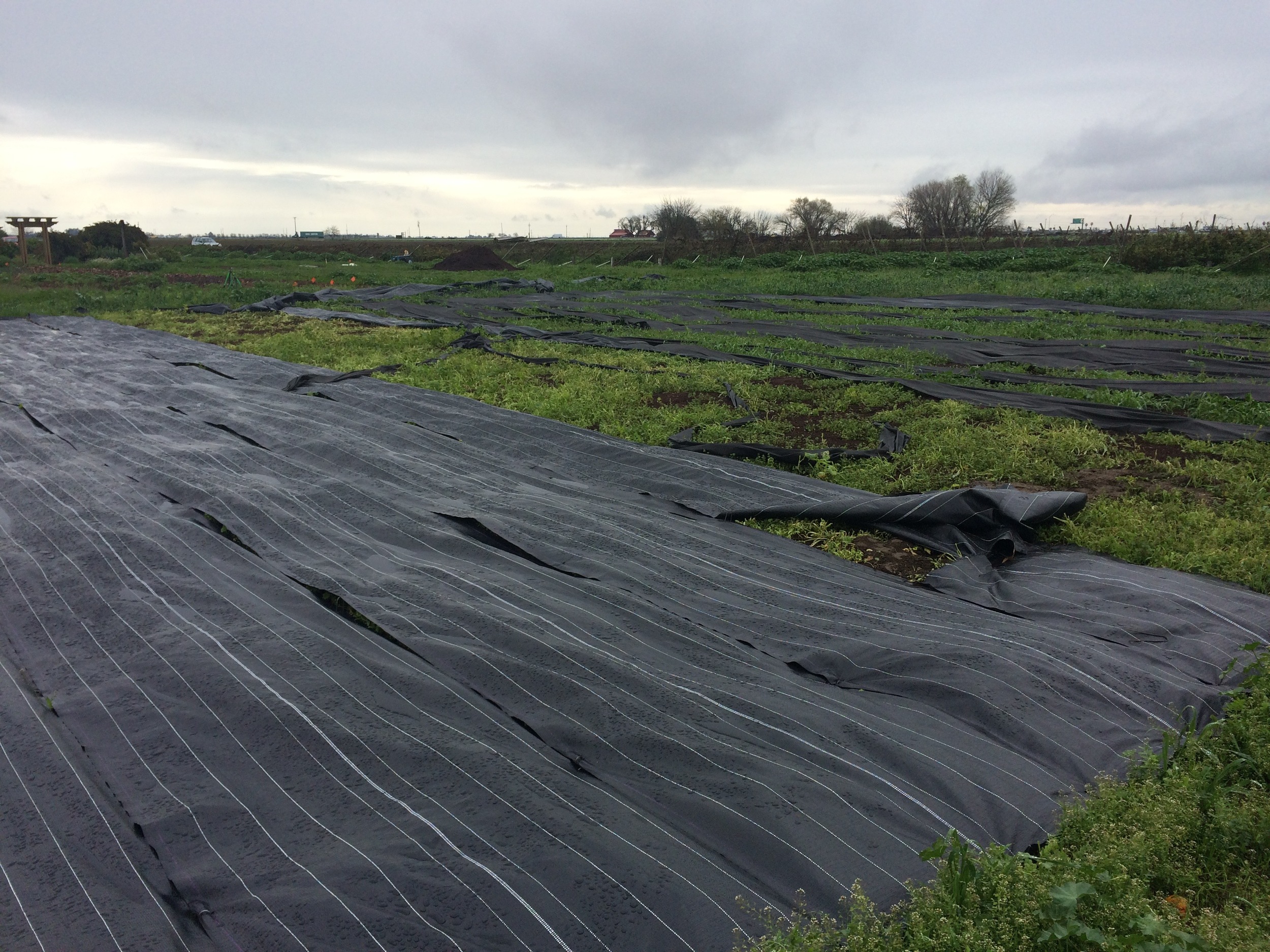 You can see the heavier plastic cover stayed down much better than the fabric cover when the wind blew them up. 