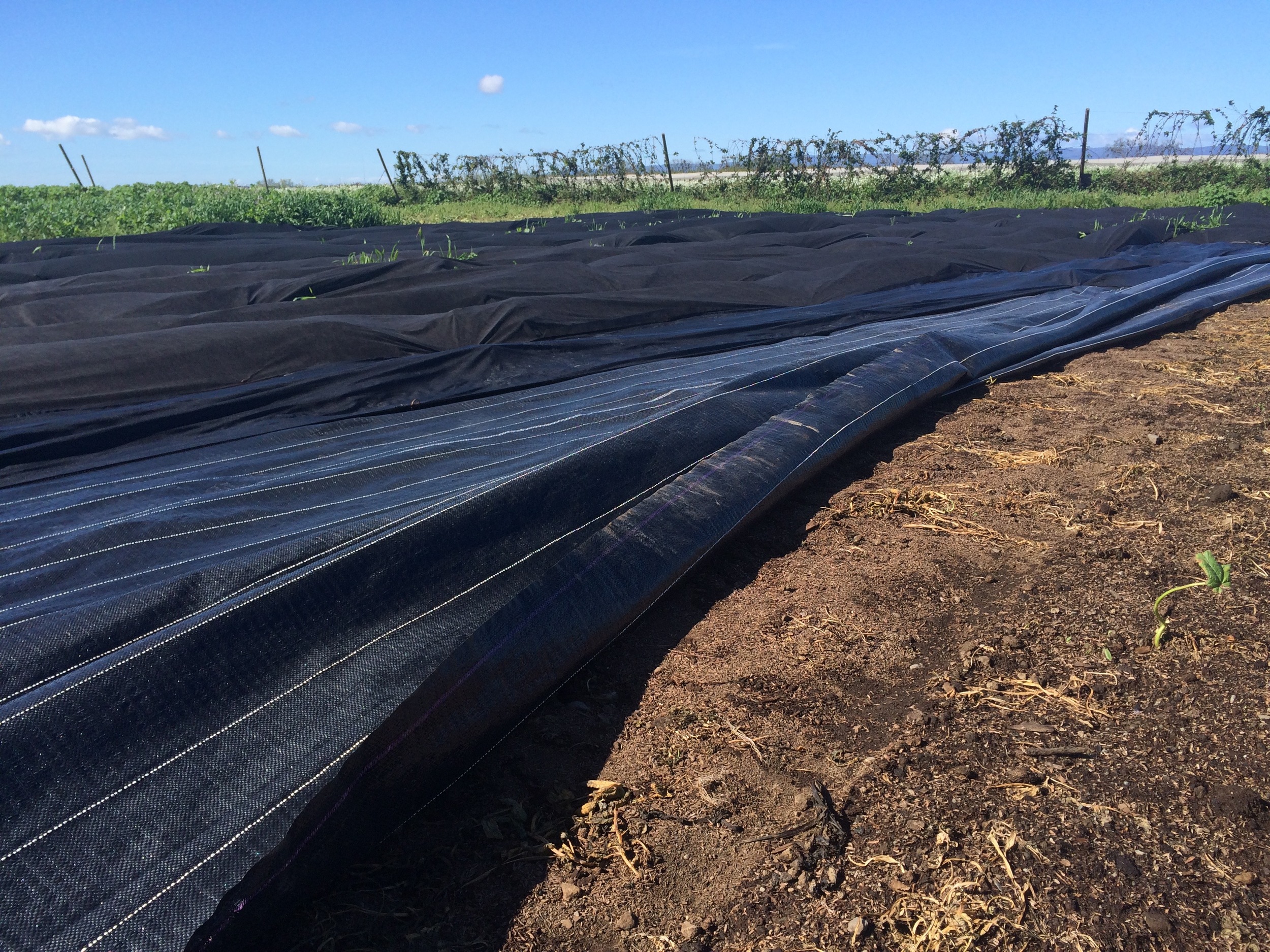 See that nice looking soil underneath the heavier cover? Now, further in the picture, see the lumps under the fabric barrier? Those are the weeds growing! 