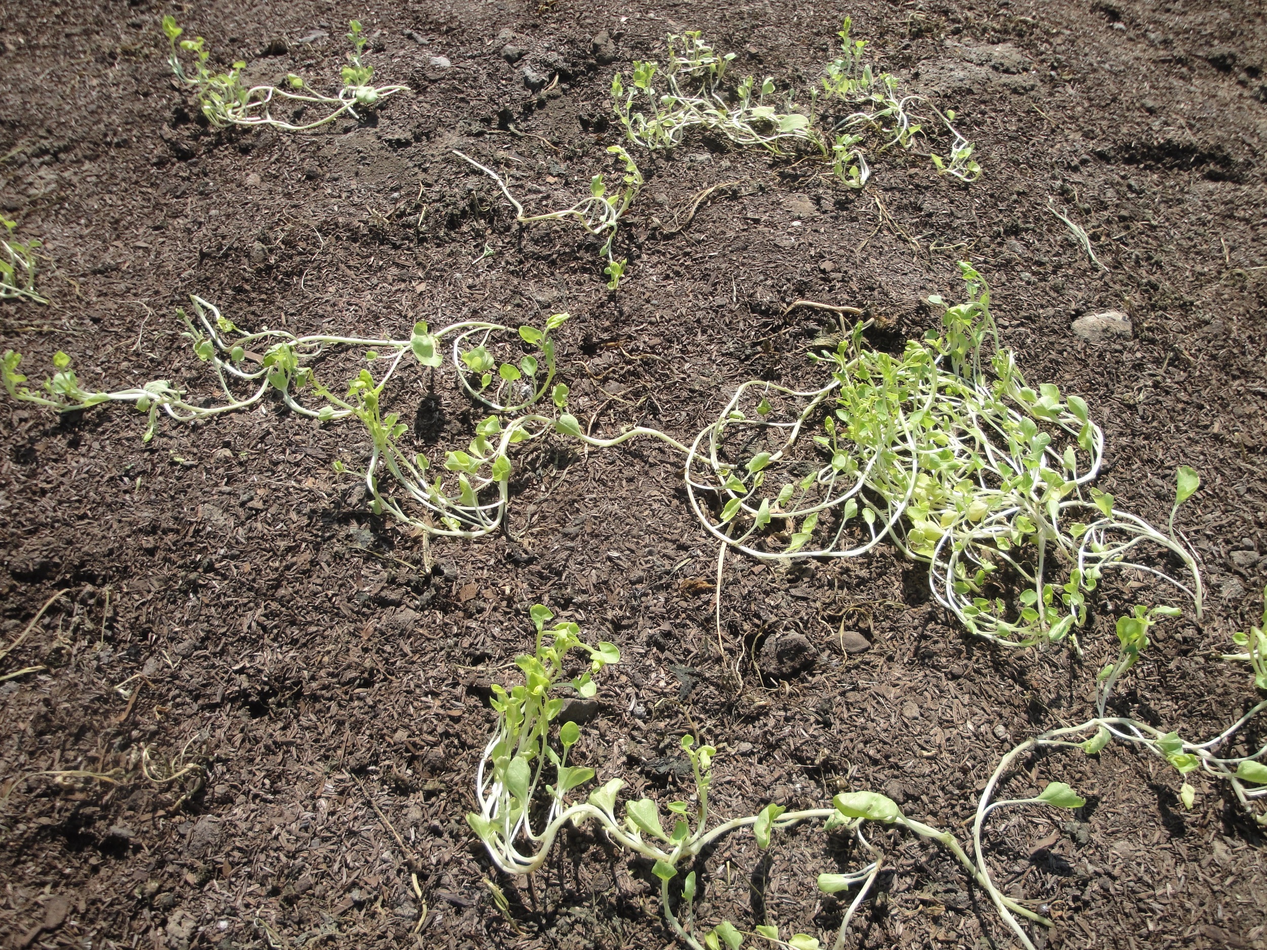 The one weed that managed to live, Convolvulus or "bind-weed"