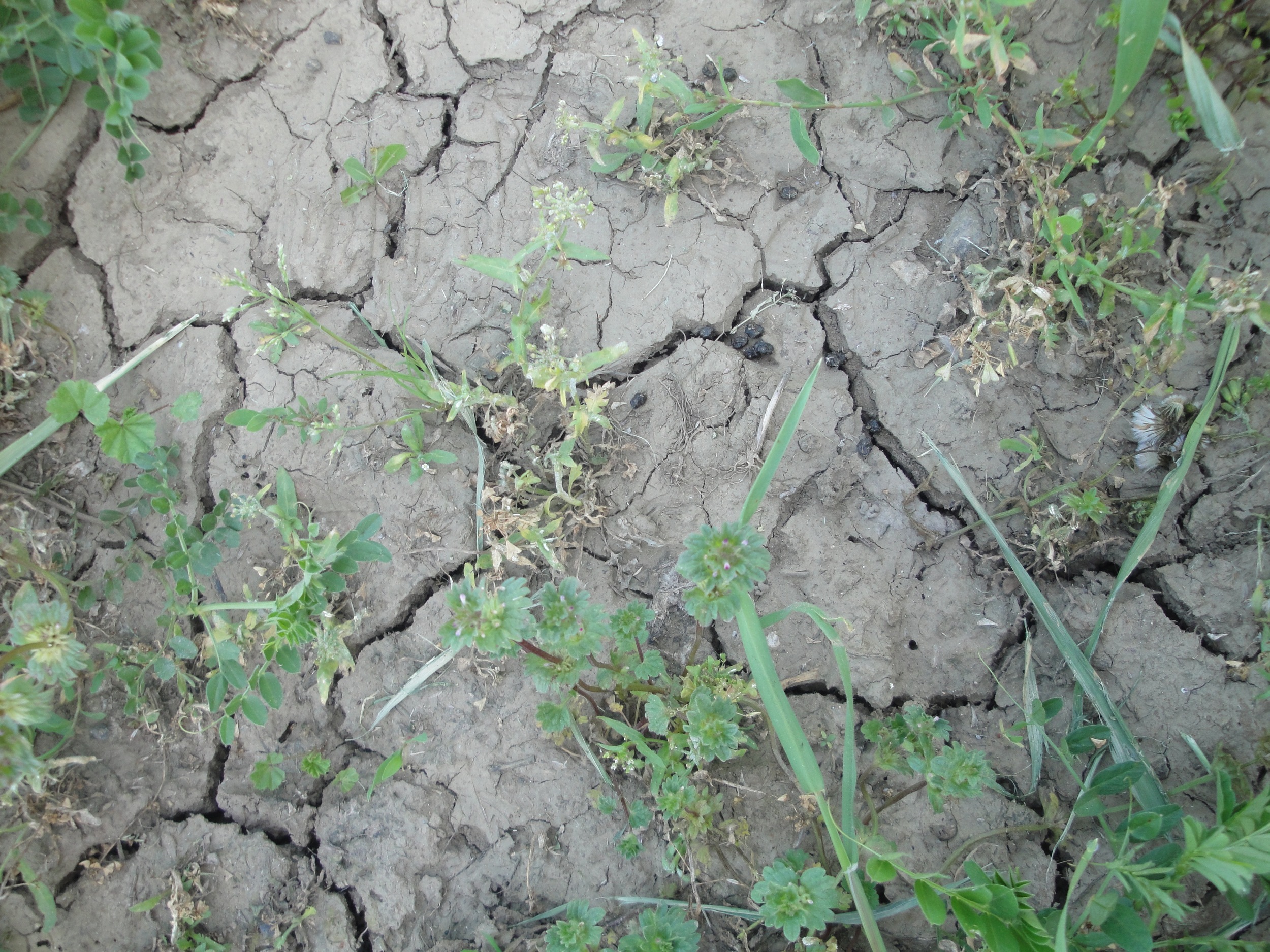 2 feet from the first picture, on a mowed area