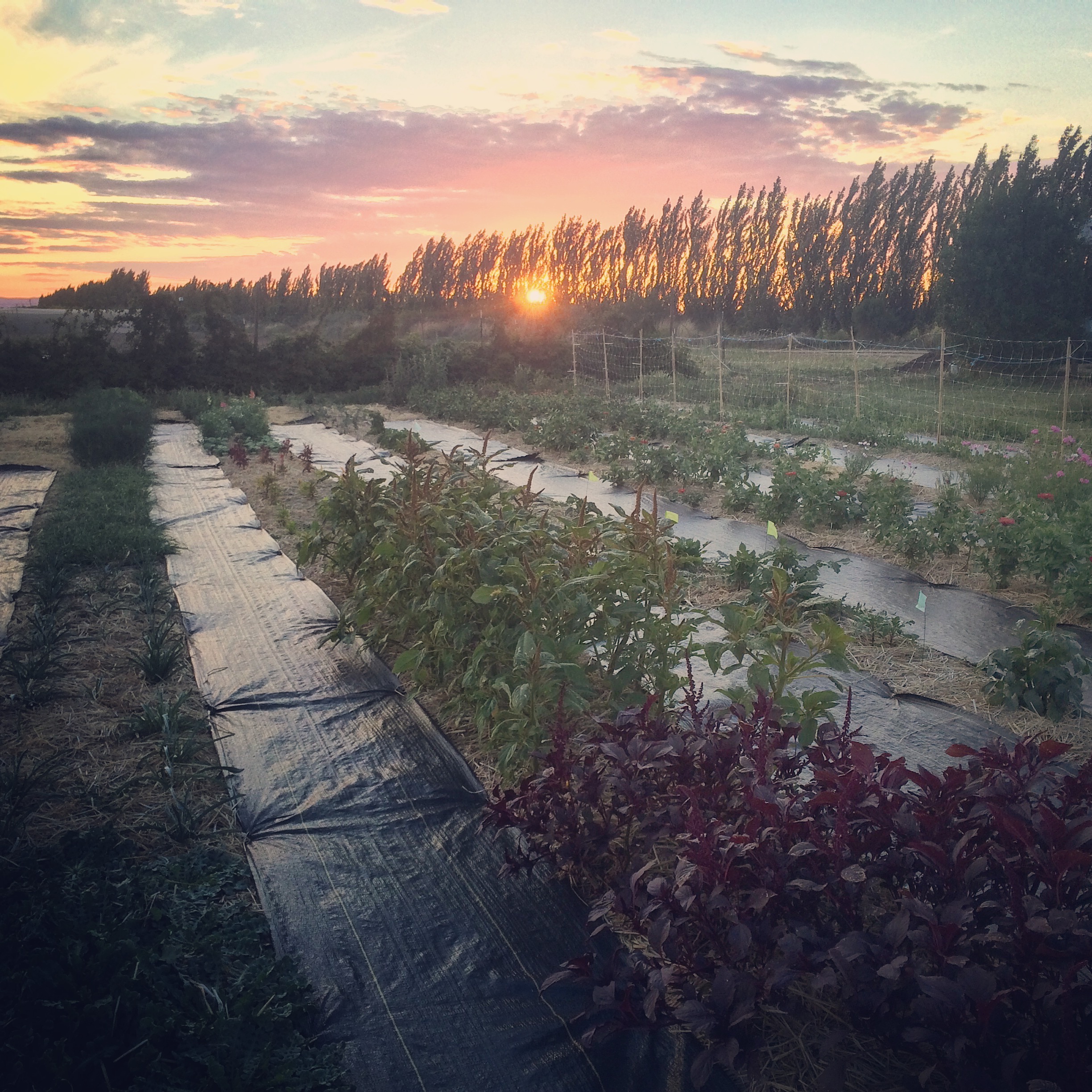 The farm 5/24/16