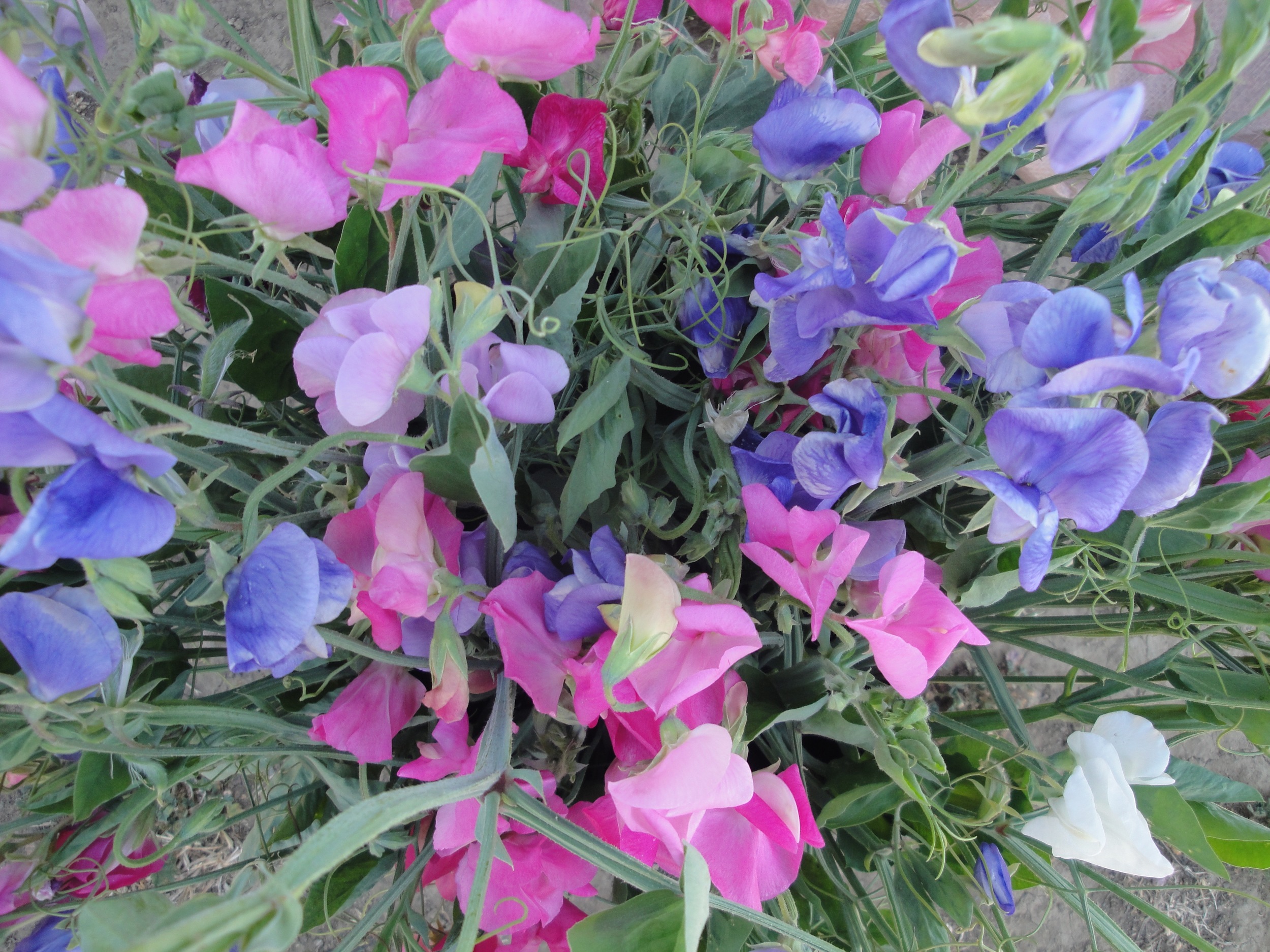DSC08287.jpg