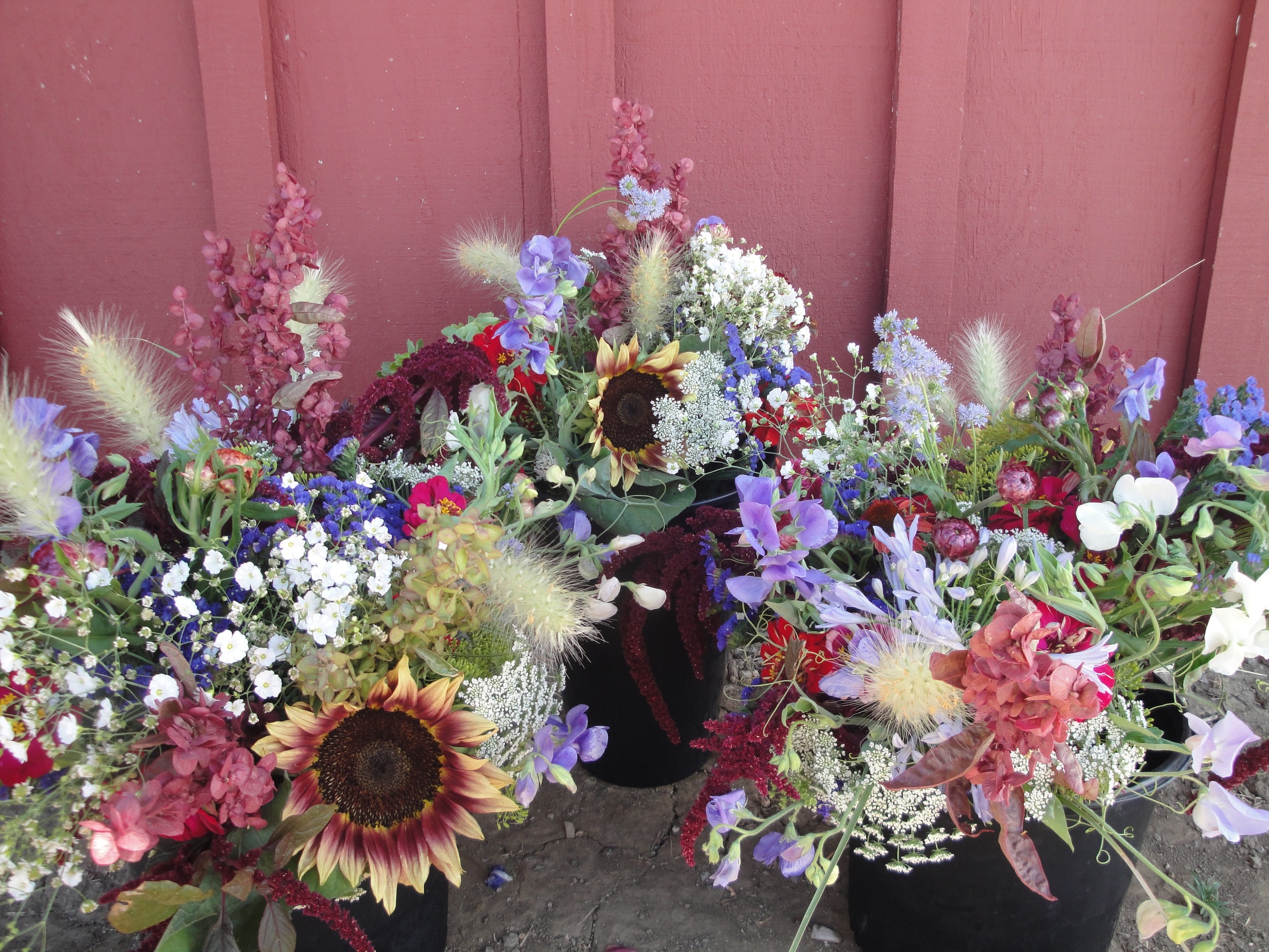 My Flower CSA subscribers got red, white, and blue bouquets this week in honor of American Flowers Week.