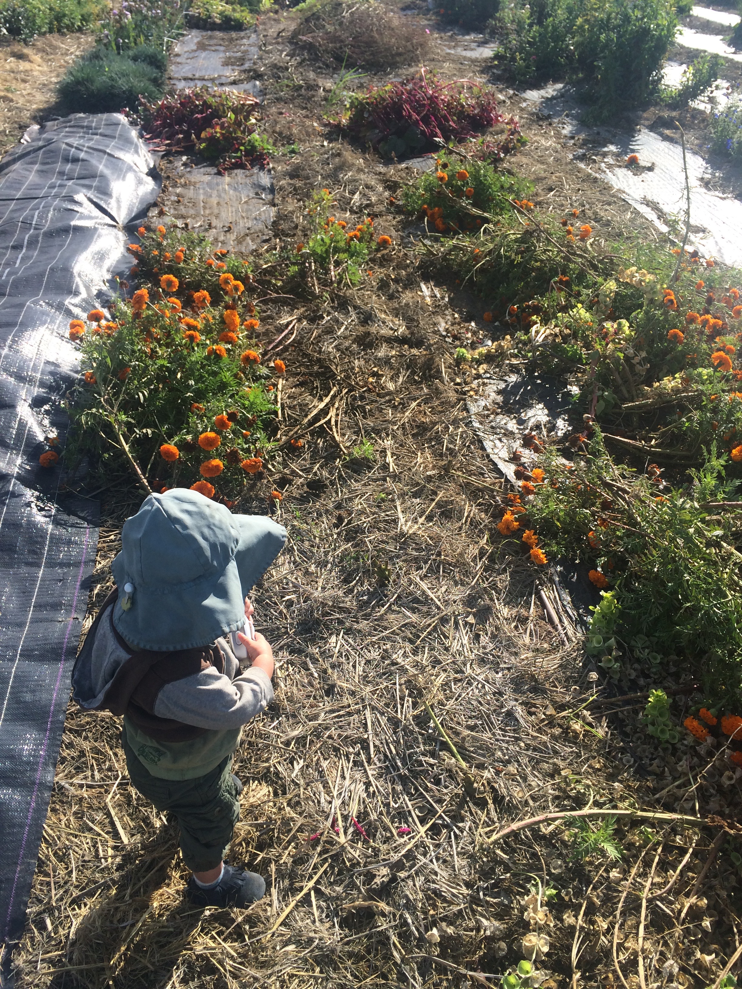 Nalin, my little farm boy, and the piles of spent cosmos, marigolds, celosia, and bells of Ireland