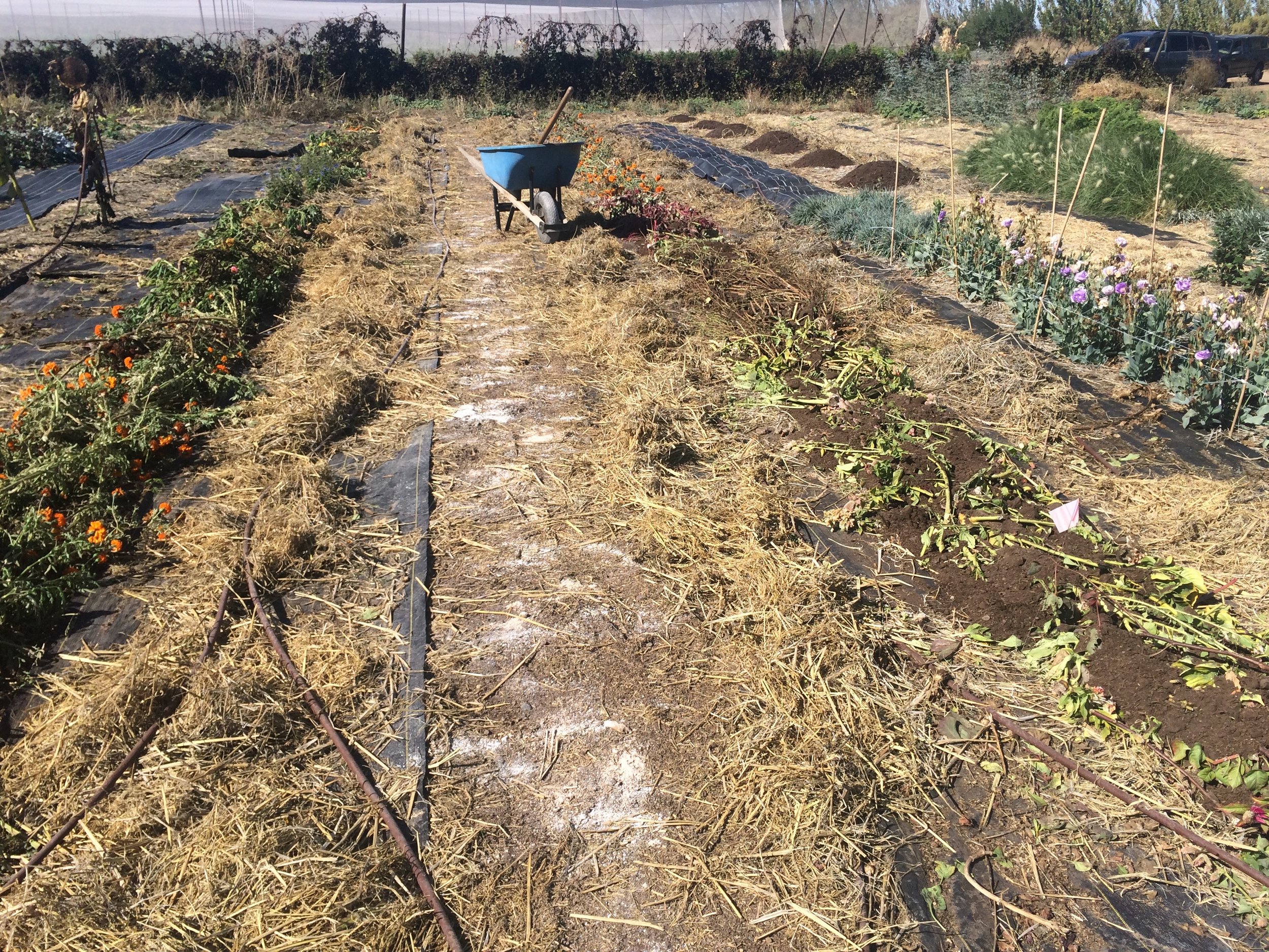 Several flower beds on the farm in various stages of this process!