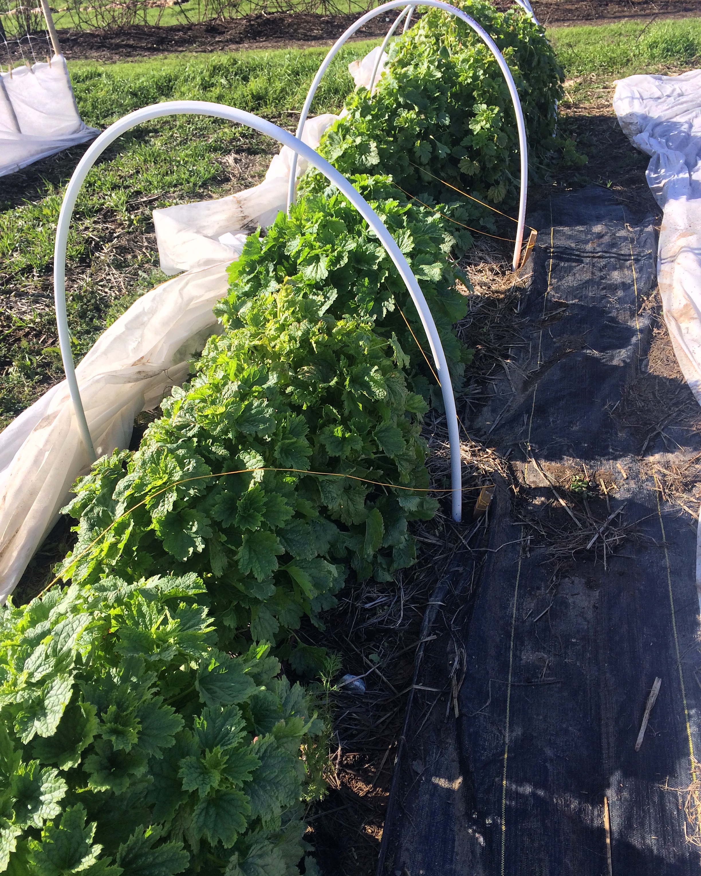 Bells of Ireland that self sowed in fall. They are now healthy and huge for spring! 
