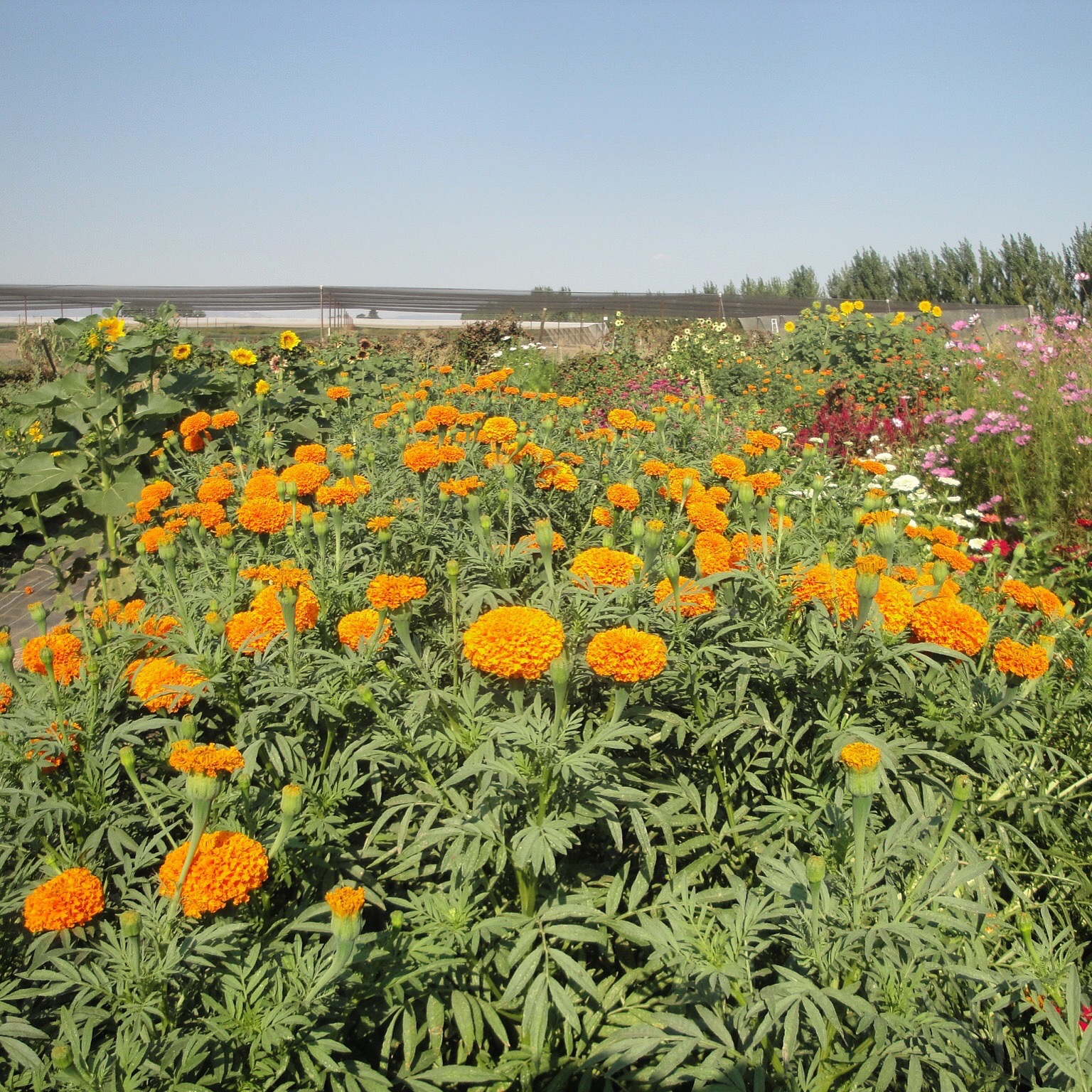 Marigolds at their peak