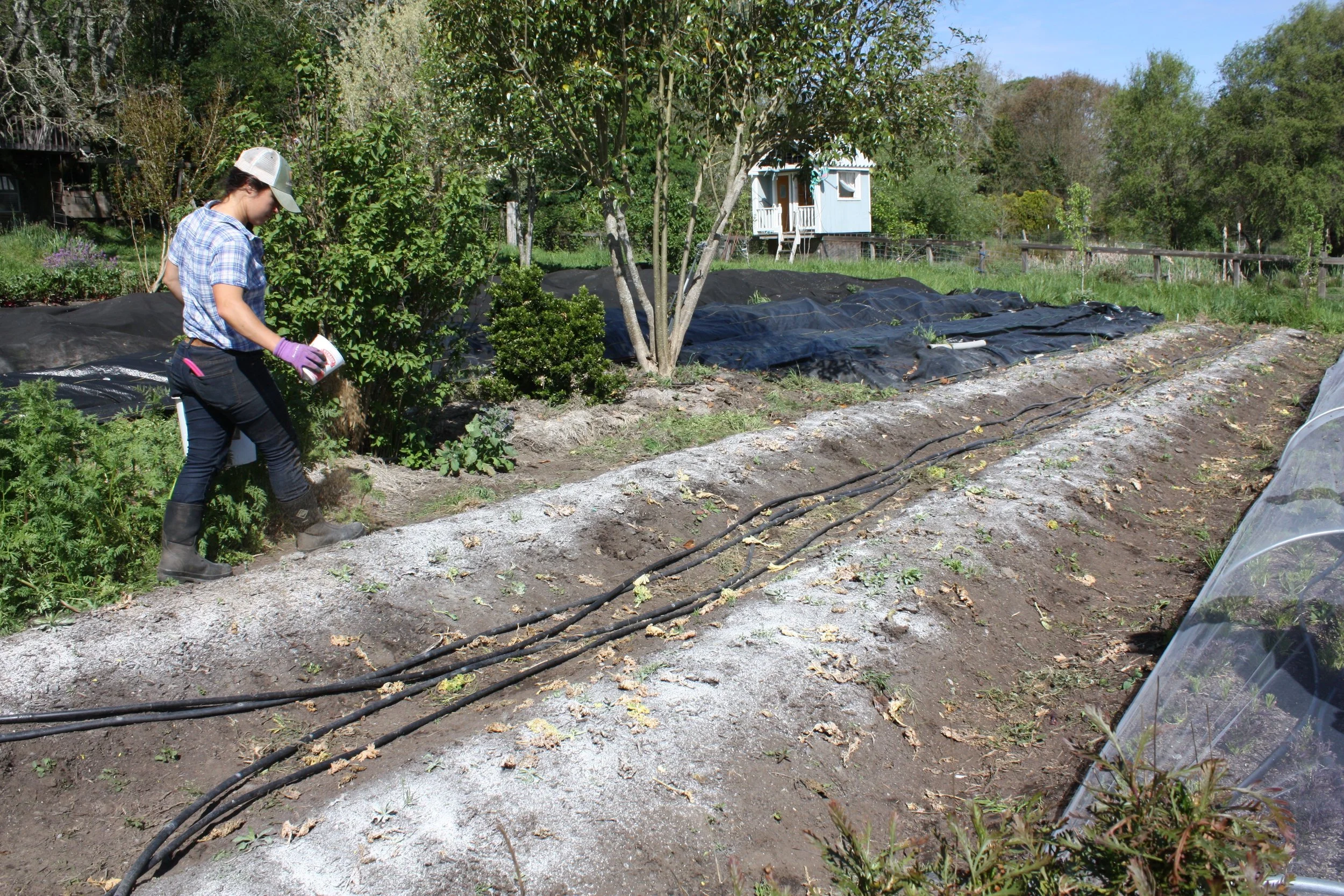 Singing Frogs Farm employee, Nina, applying feather meal after a layer of oyster shell. Next will be a generous 1/2 inch amount of compost.