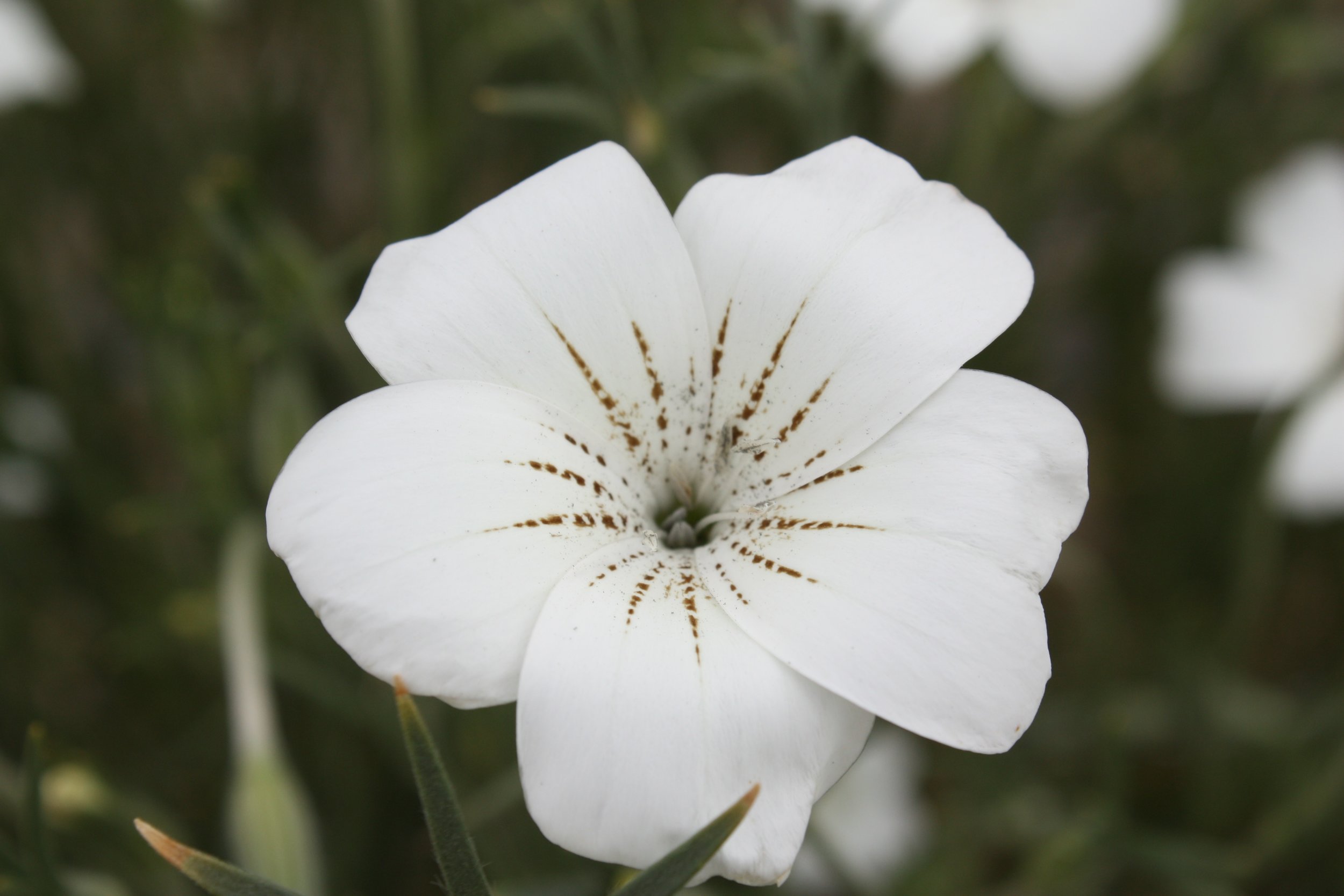 Agrostemma